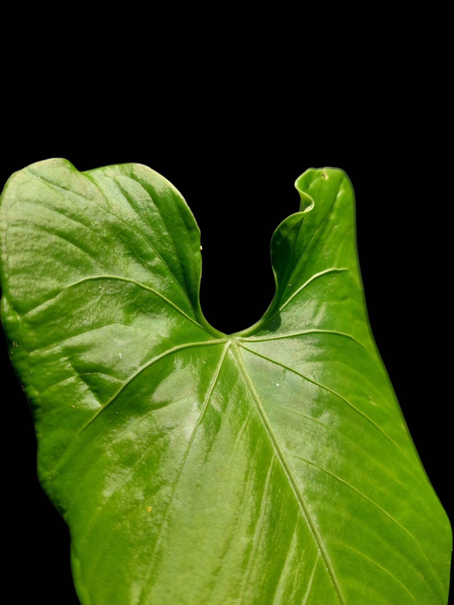 Anthurium sp. 'Cachiyacu' (EXACT PLANT)