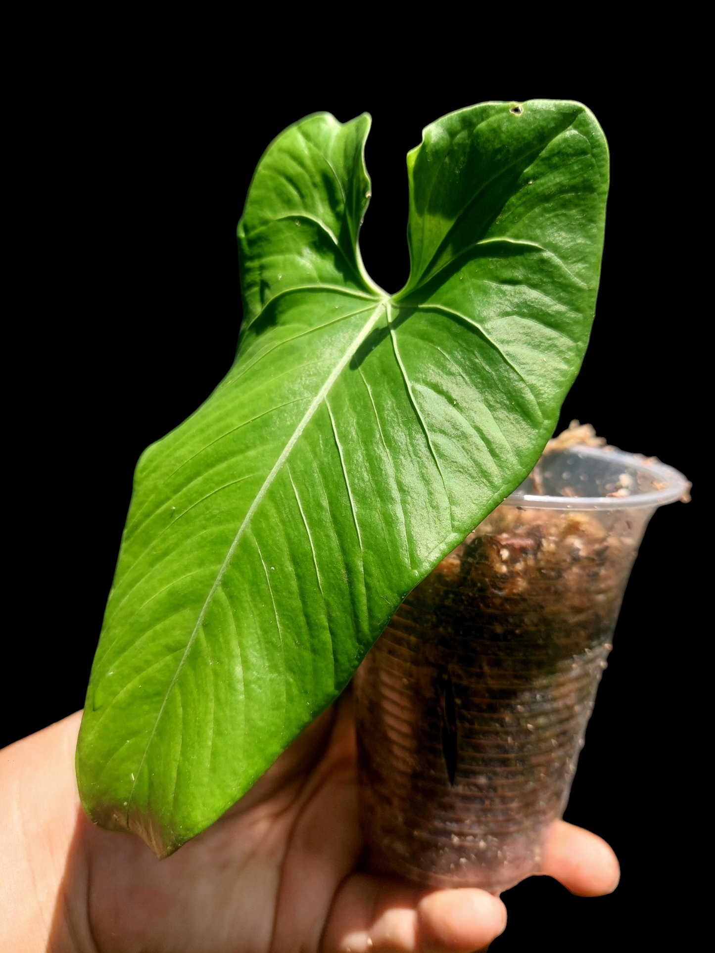 Anthurium sp. 'Cachiyacu' (EXACT PLANT)