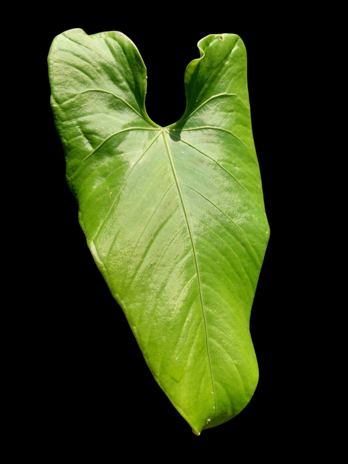 Anthurium sp. 'Cachiyacu' (EXACT PLANT)