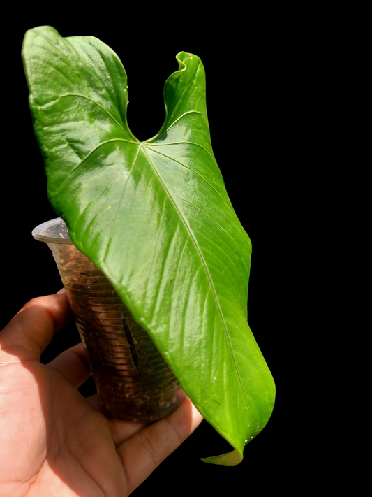 Anthurium sp. 'Cachiyacu' (EXACT PLANT)