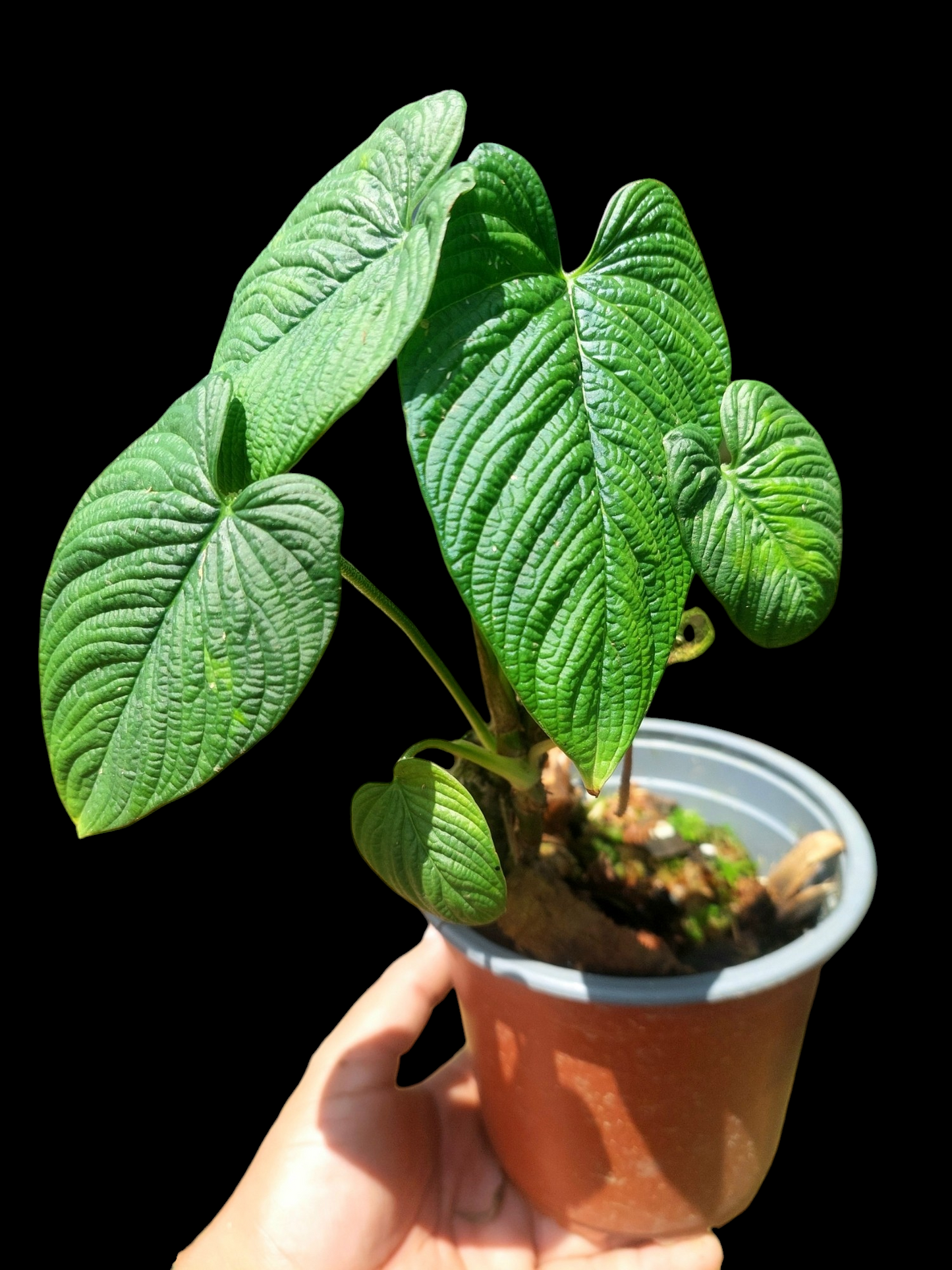 Philodendron Lynnhannoniae (EXACT PLANT)