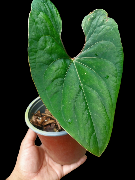 Anthurium sp. 'Huanuco Velvet' (EXACT PLANT)