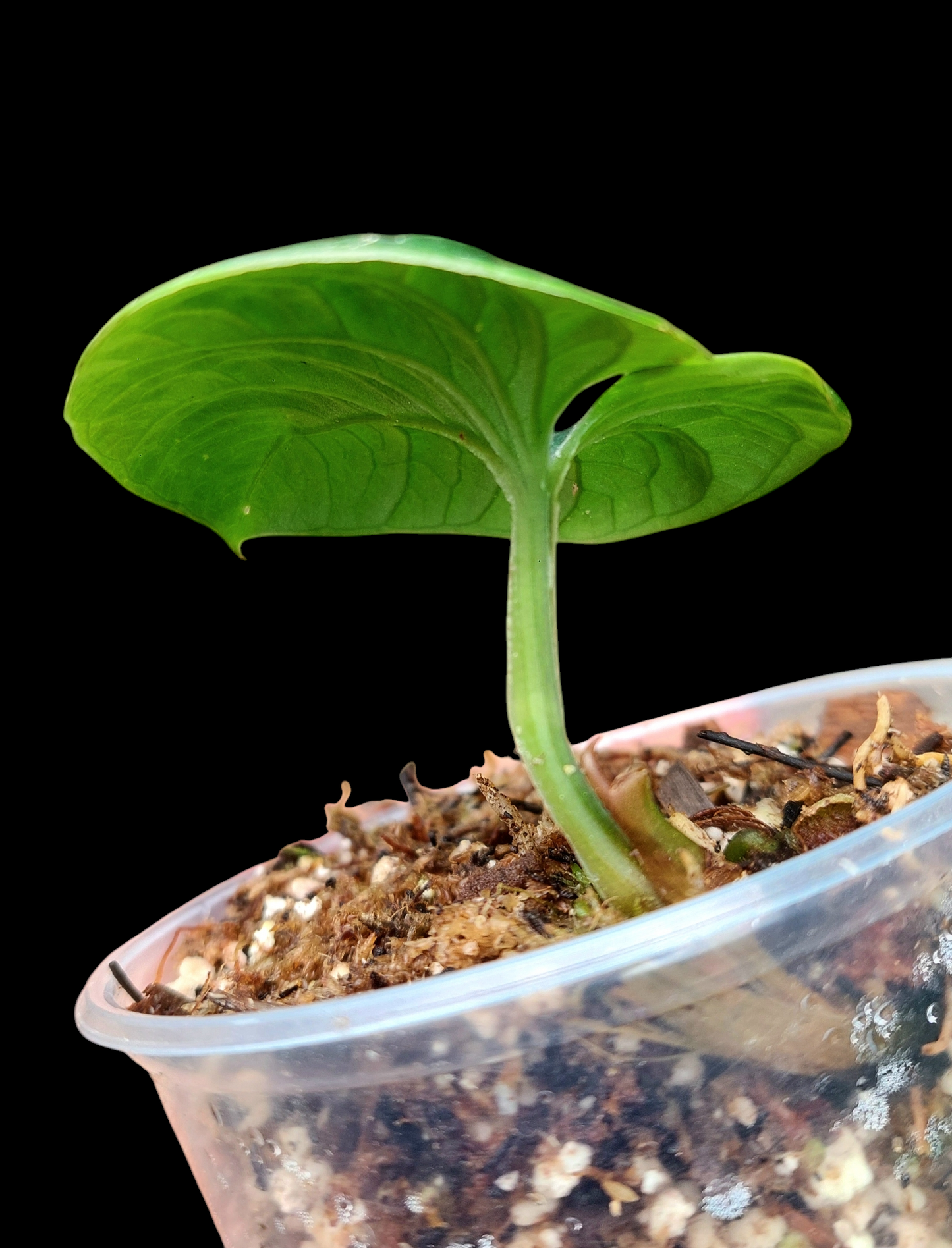 Anthurium Nutibarense Wild Ecotype (EXACT PLANT)