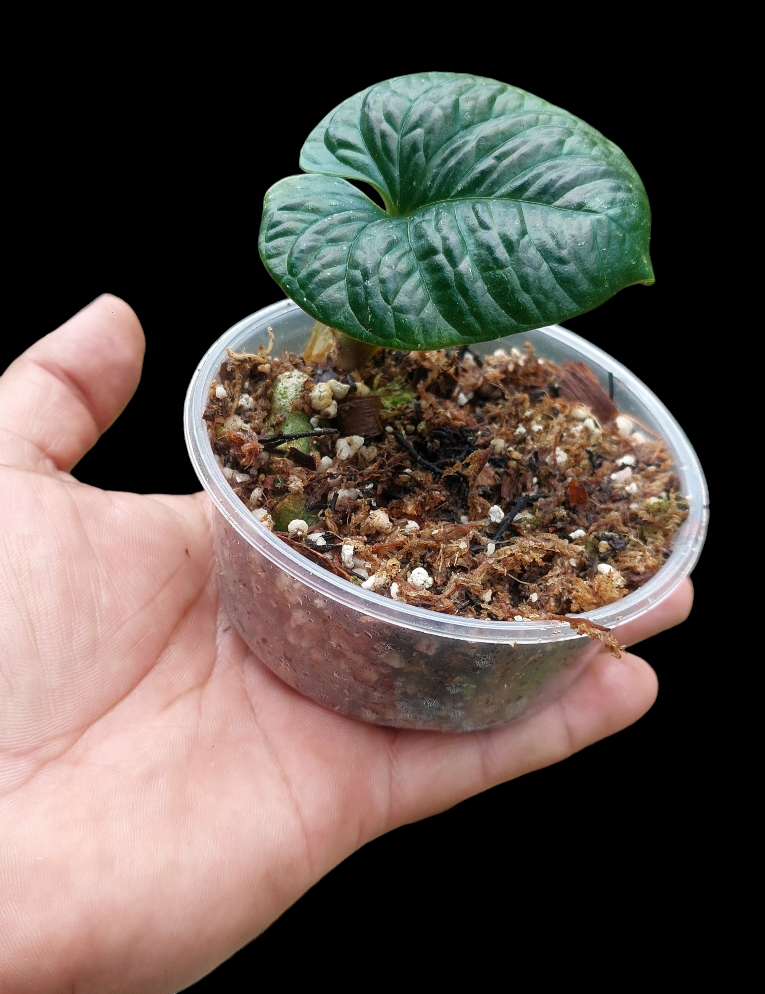 anthurium nutibarense Anthurium Nutibarense Wild Ecotype (EXACT PLANT)