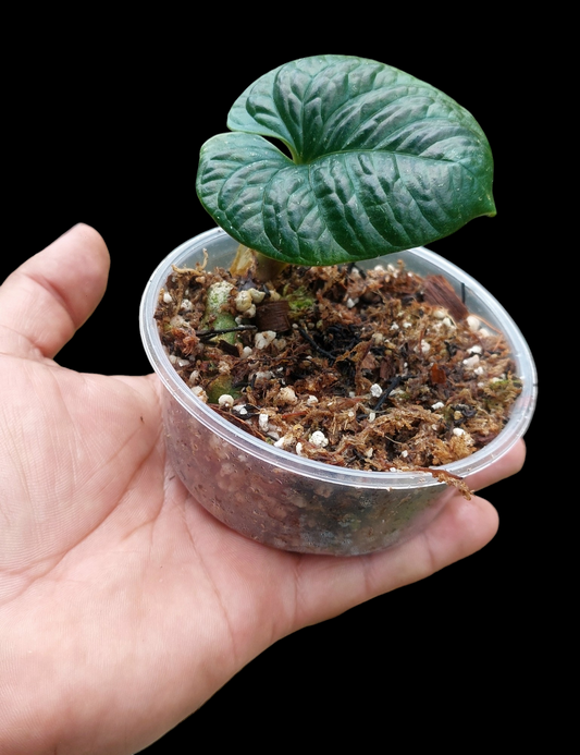 Anthurium Nutibarense Wild Ecotype (EXACT PLANT)