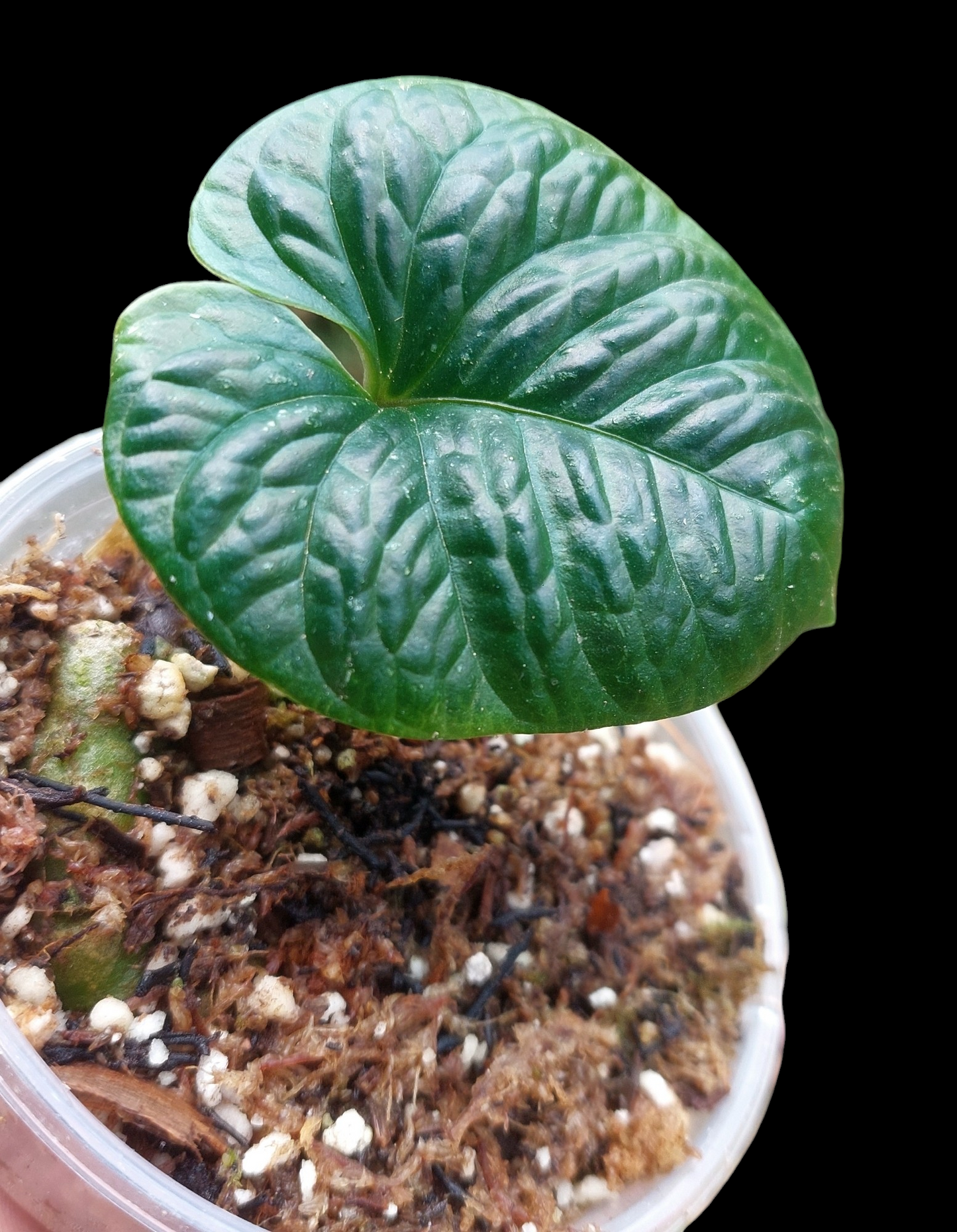 Anthurium Nutibarense Wild Ecotype (EXACT PLANT)