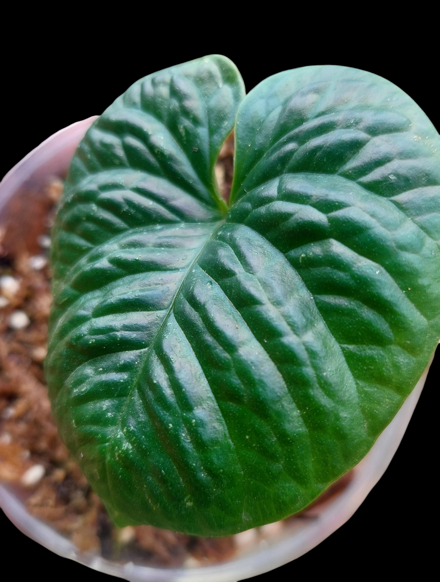 Anthurium Nutibarense Wild Ecotype (EXACT PLANT)