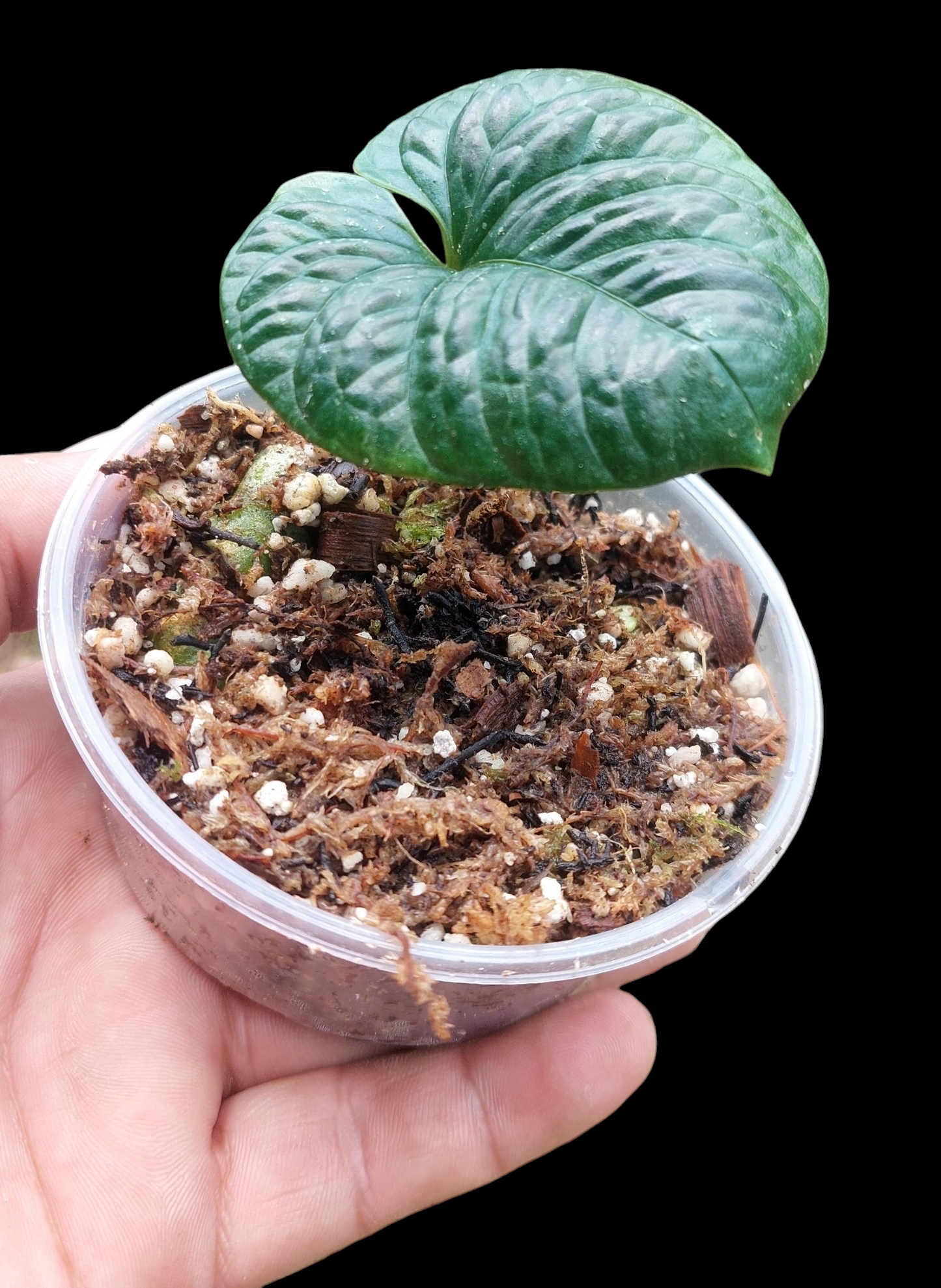 Anthurium Nutibarense Wild Ecotype (EXACT PLANT)