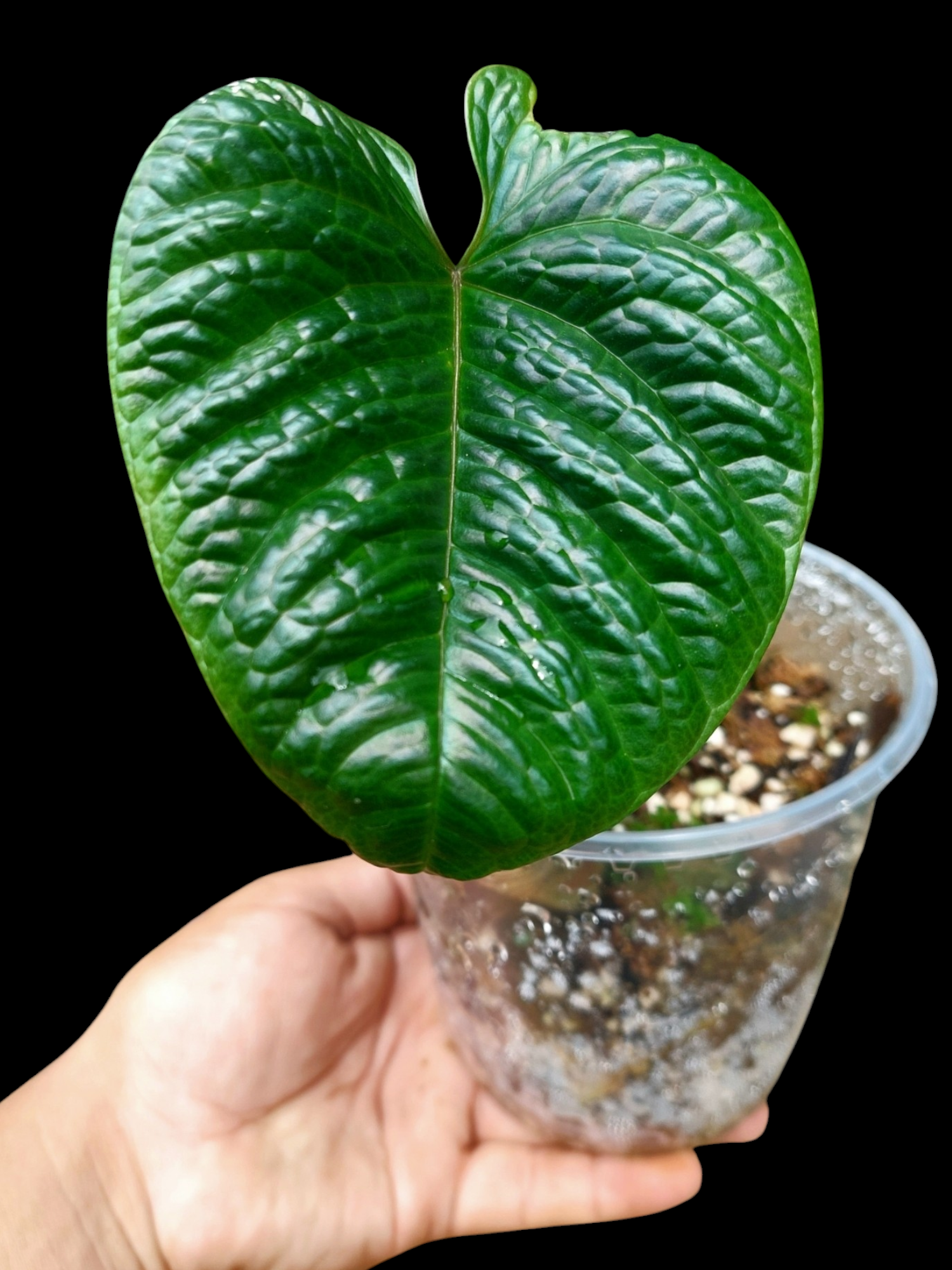 anthurium nutibarense Anthurium Nutibarense Wild Ecotype (EXACT PLANT)