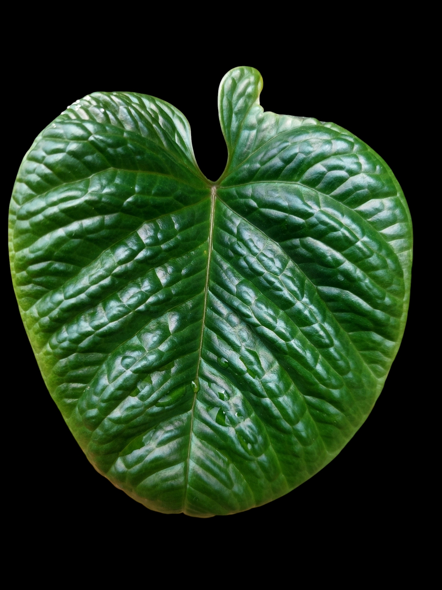 Anthurium Nutibarense Wild Ecotype (EXACT PLANT)