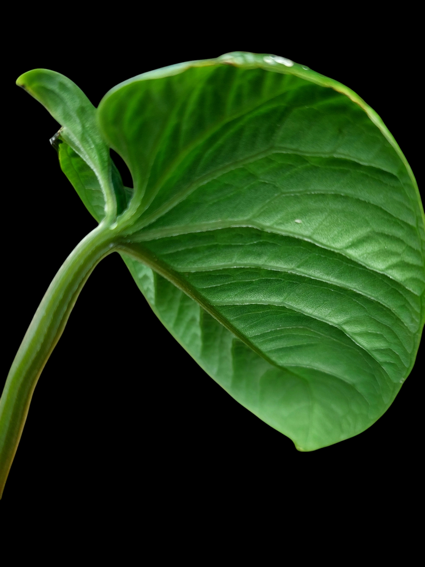 Anthurium Nutibarense Wild Ecotype (EXACT PLANT)