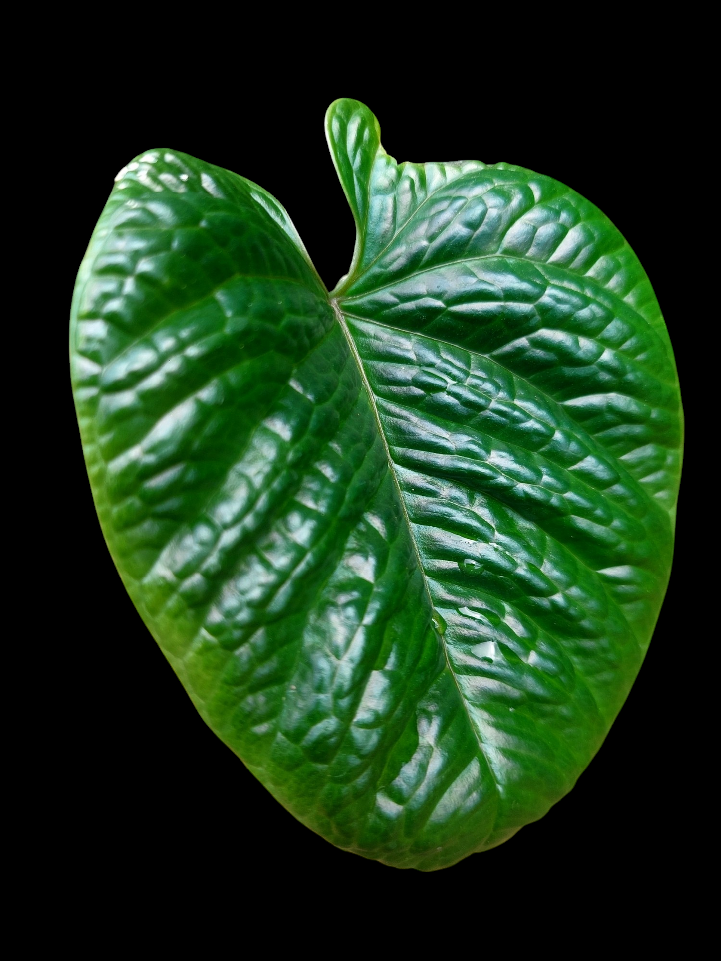 Anthurium Nutibarense Wild Ecotype (EXACT PLANT)