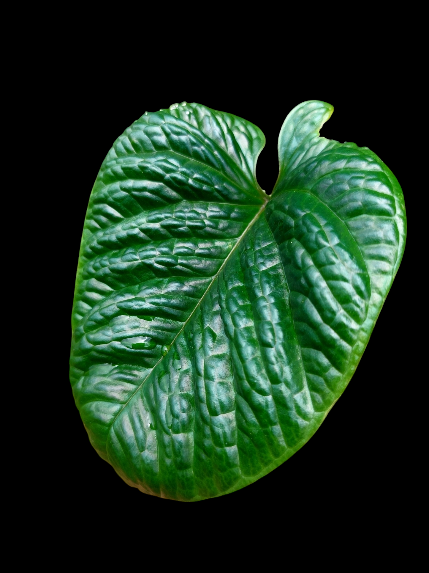 Anthurium Nutibarense Wild Ecotype (EXACT PLANT)