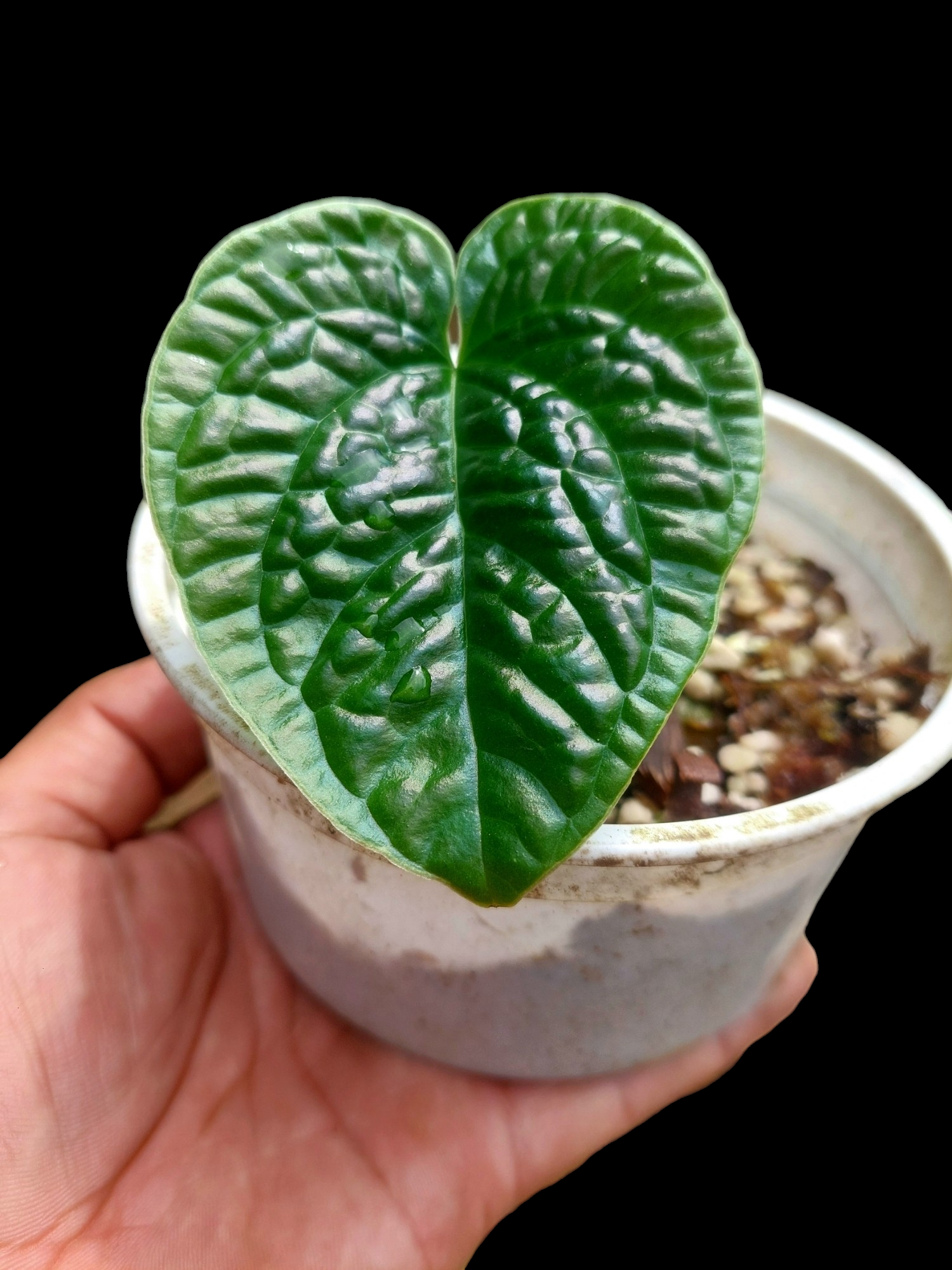 anthurium nutibarense Anthurium Nutibarense Wild Ecotype (EXACT PLANT)