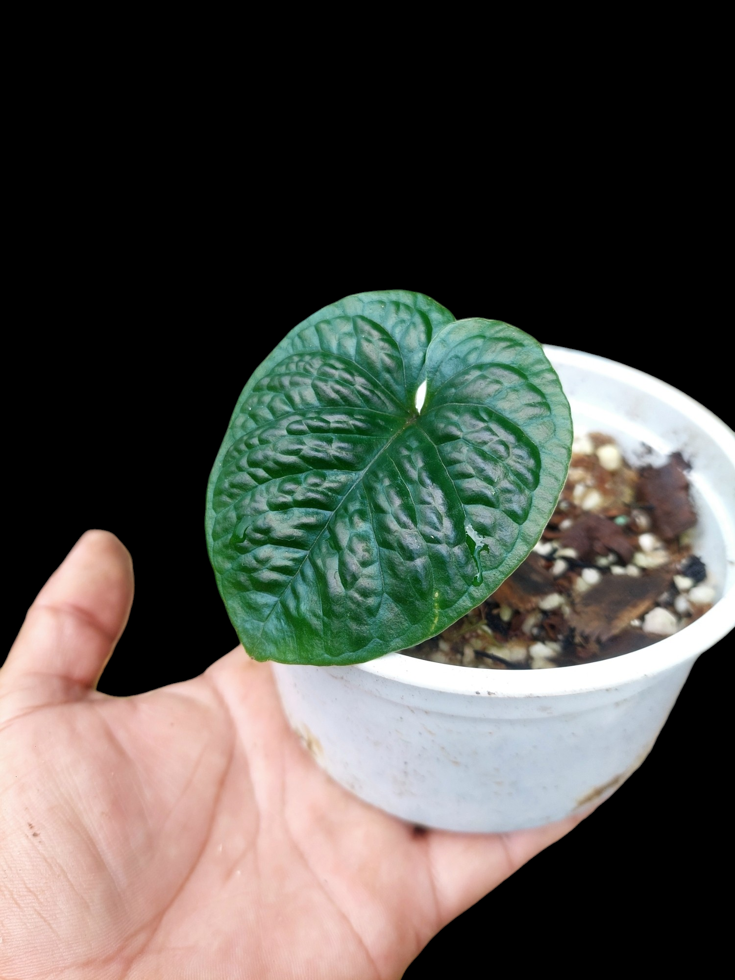anthurium nutibarense Anthurium Nutibarense Wild Ecotype (EXACT PLANT)