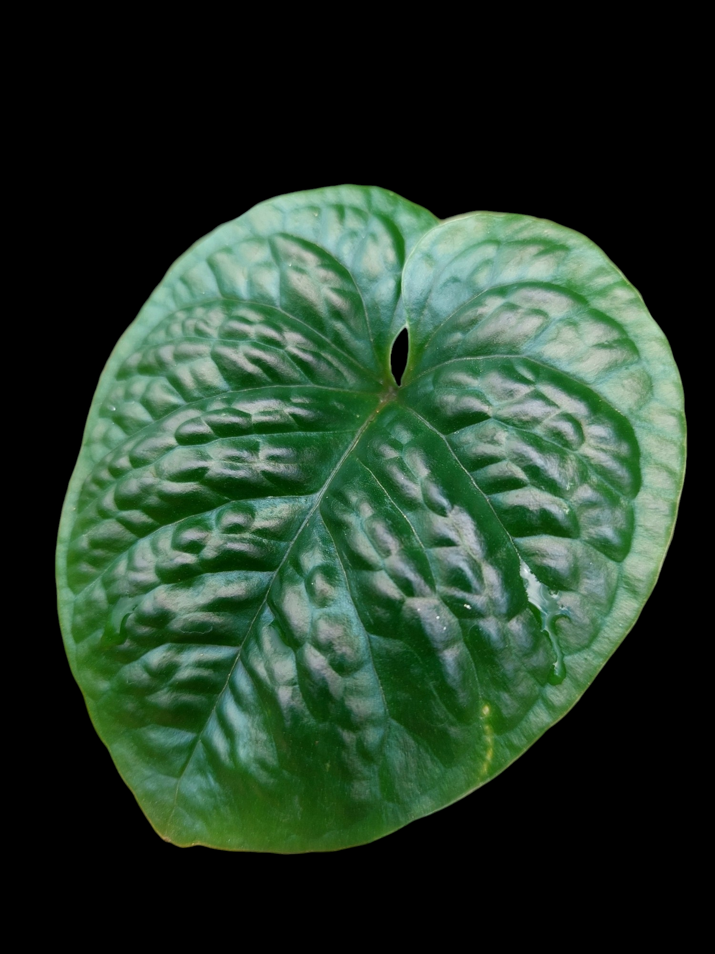 Anthurium Nutibarense Wild Ecotype (EXACT PLANT)
