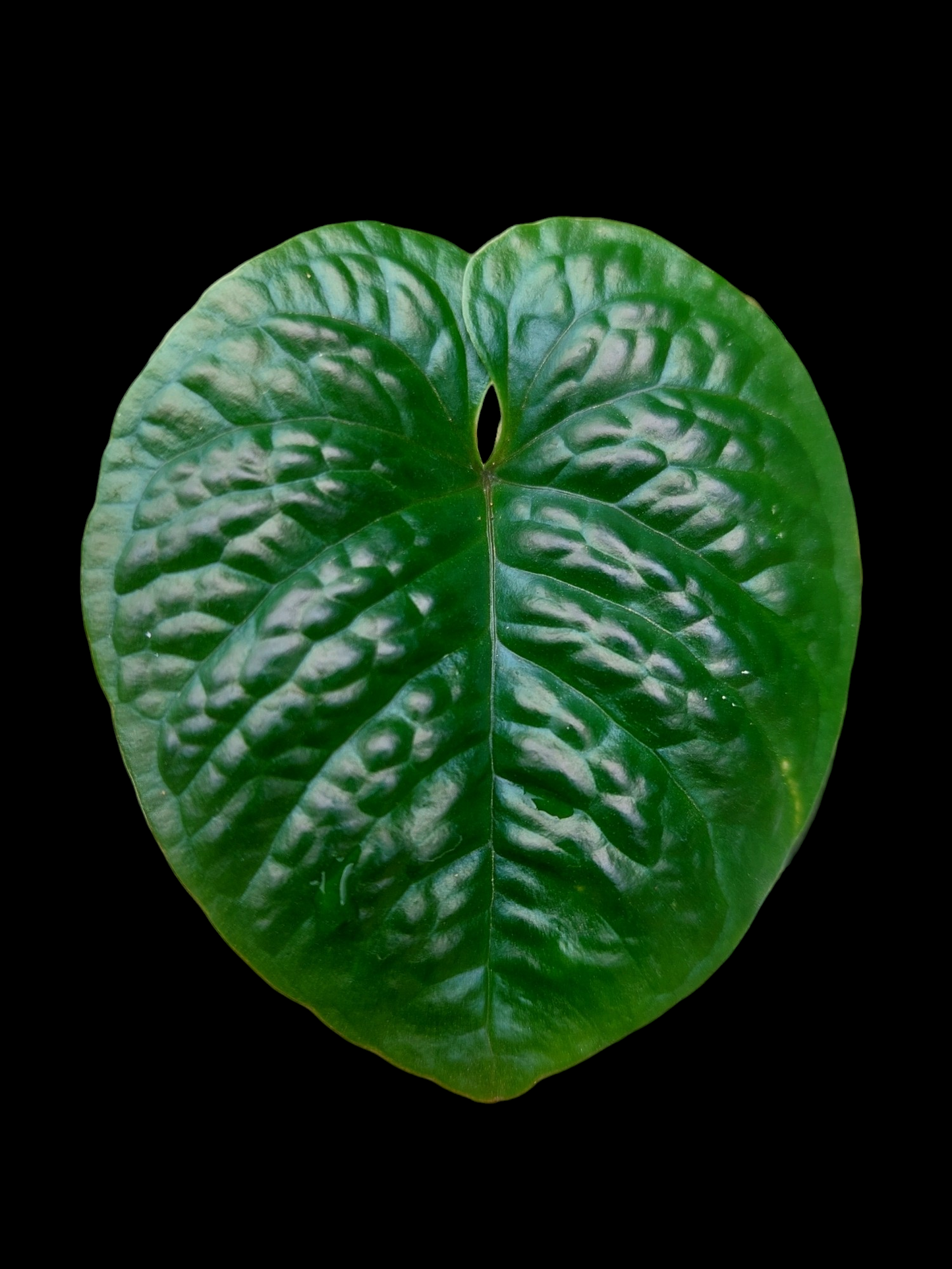 Anthurium Nutibarense Wild Ecotype (EXACT PLANT)