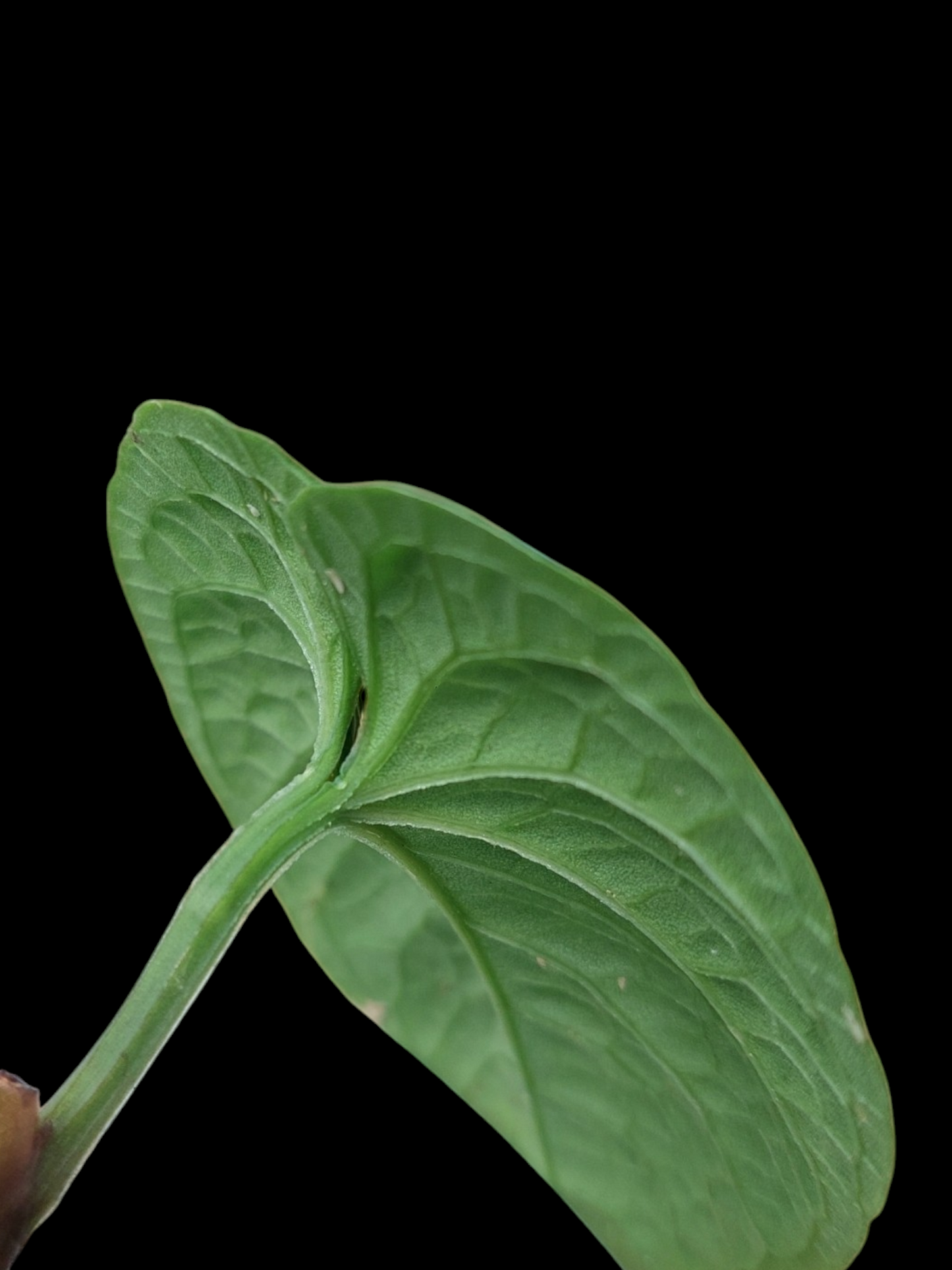 Anthurium Nutibarense Wild Ecotype (EXACT PLANT)