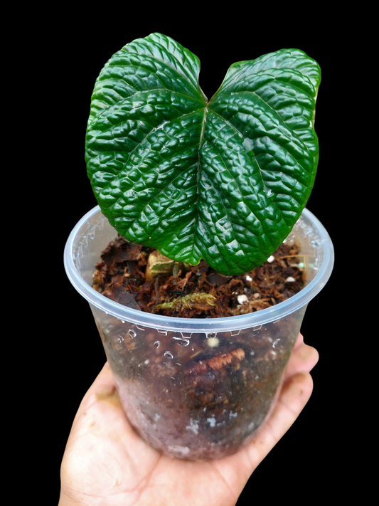 Anthurium Nutibarense Wild Ecotype (EXACT PLANT)