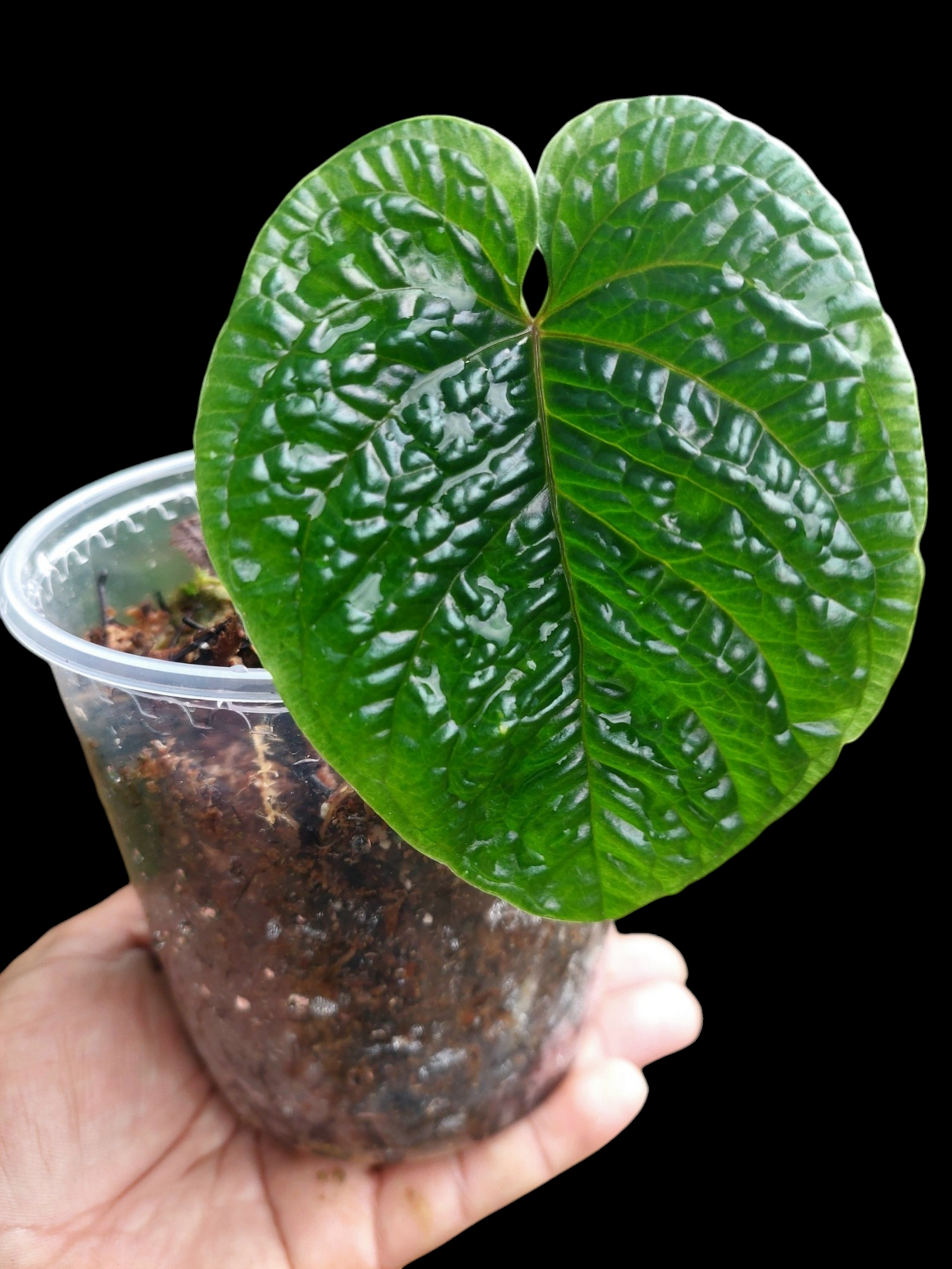 Anthurium Nutibarense Wild Ecotype (EXACT PLANT)