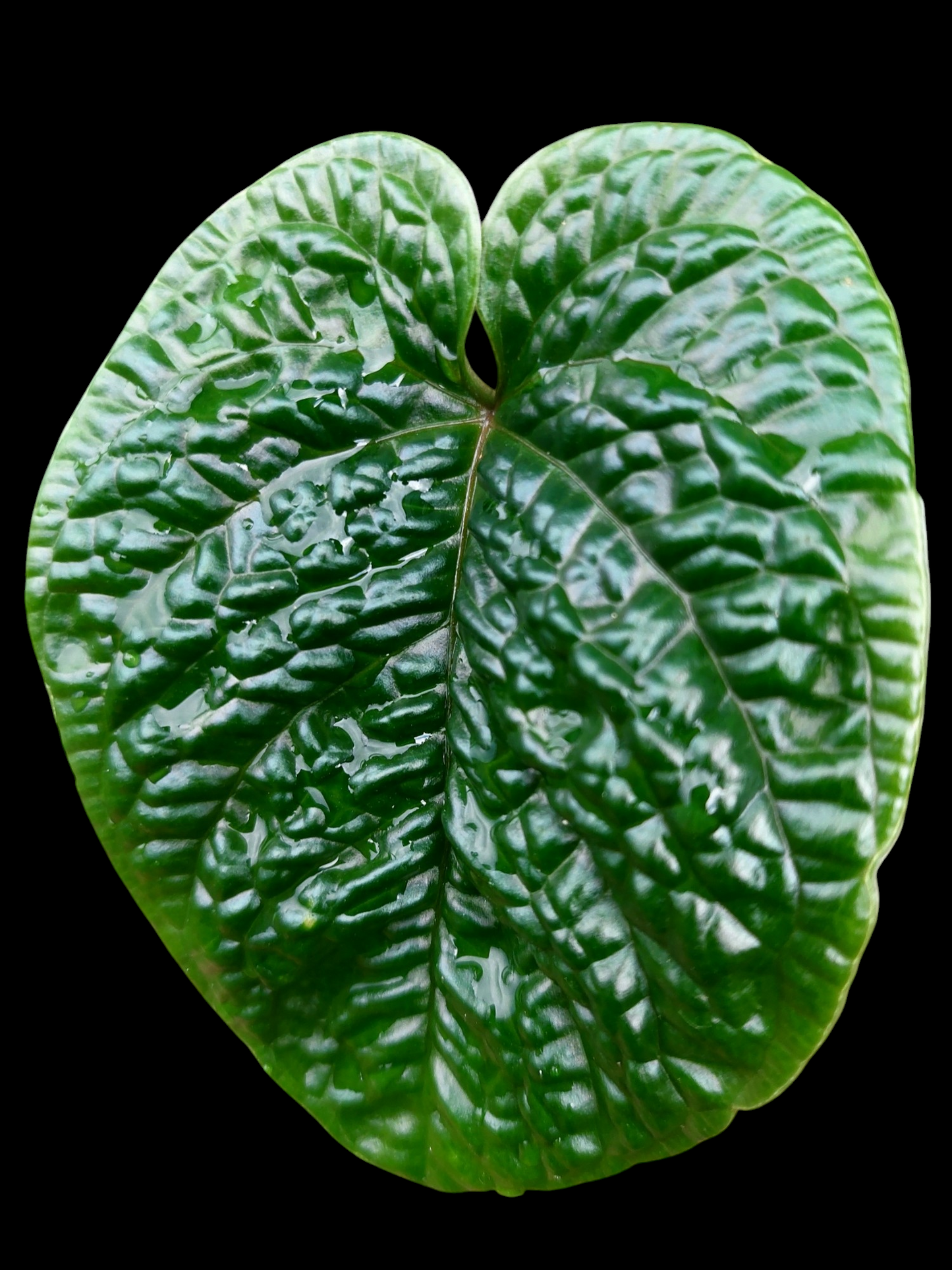 Anthurium Nutibarense Wild Ecotype (EXACT PLANT)