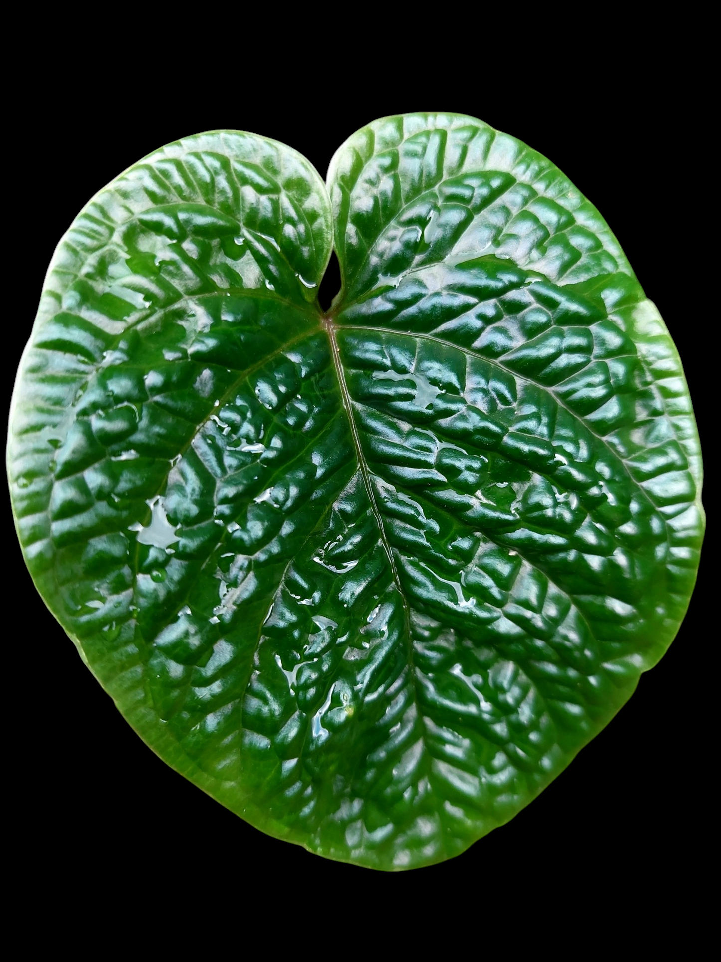 Anthurium Nutibarense Wild Ecotype (EXACT PLANT)