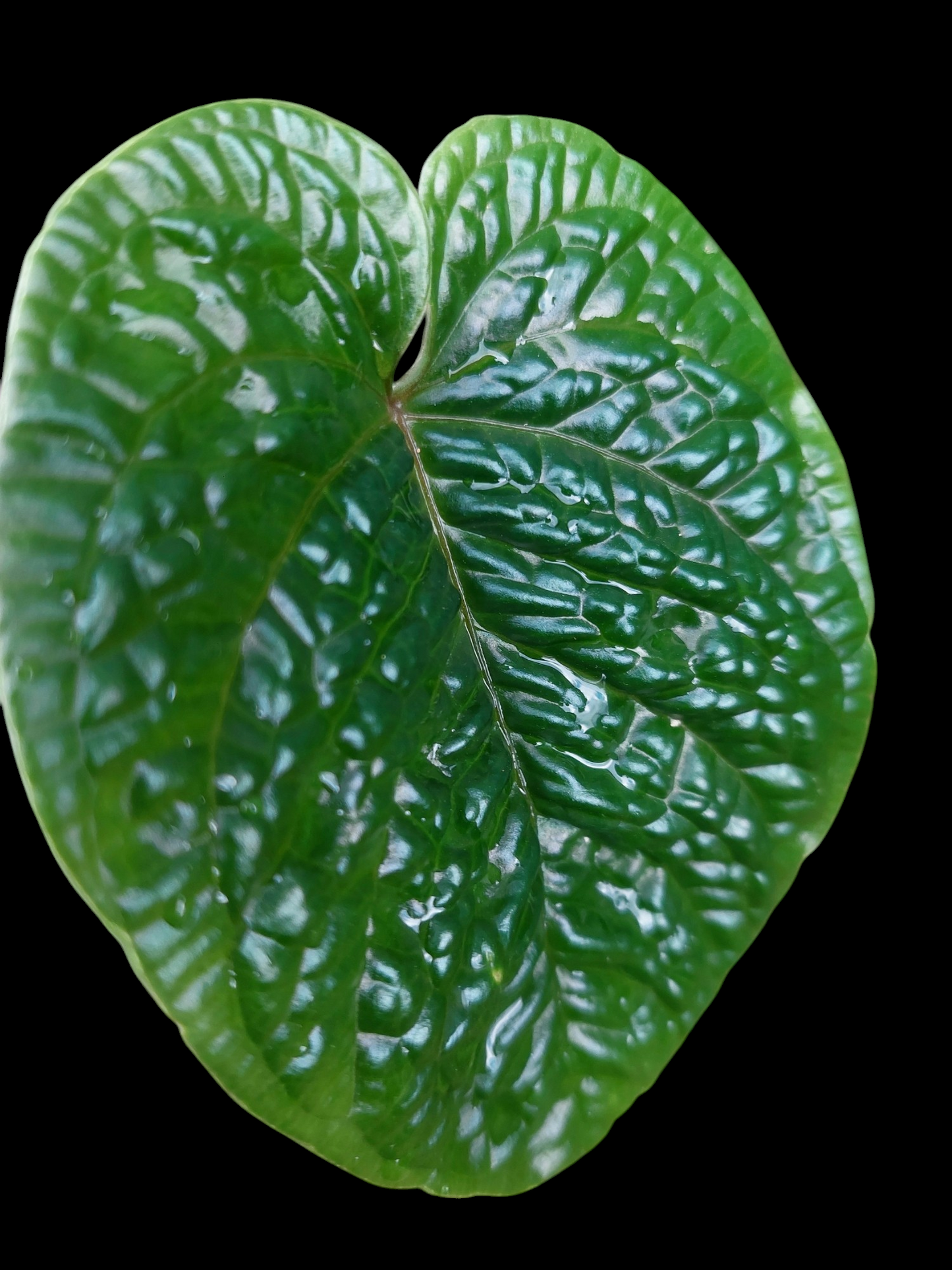 Anthurium Nutibarense Wild Ecotype (EXACT PLANT)