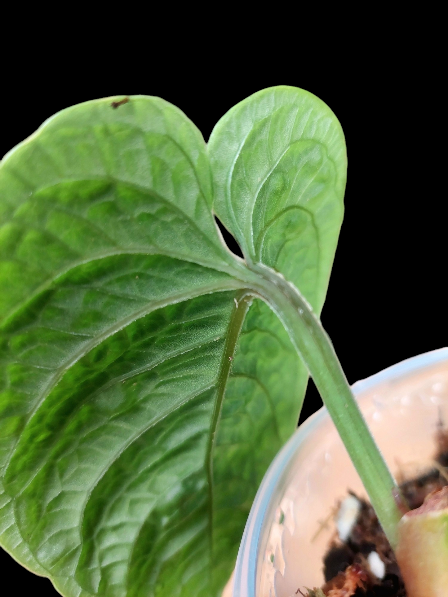 Anthurium Nutibarense Wild Ecotype (EXACT PLANT)