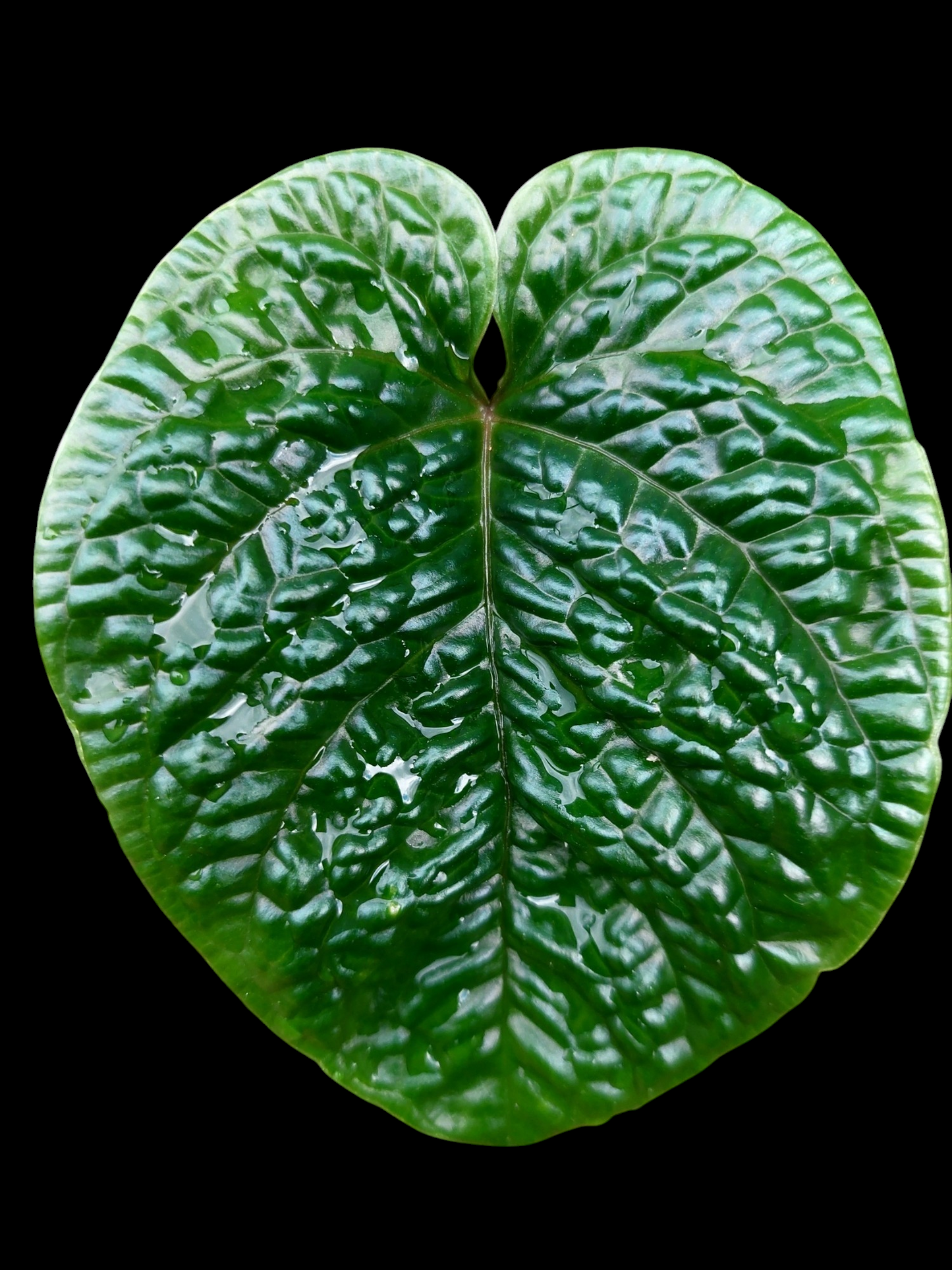 Anthurium Nutibarense Wild Ecotype (EXACT PLANT)