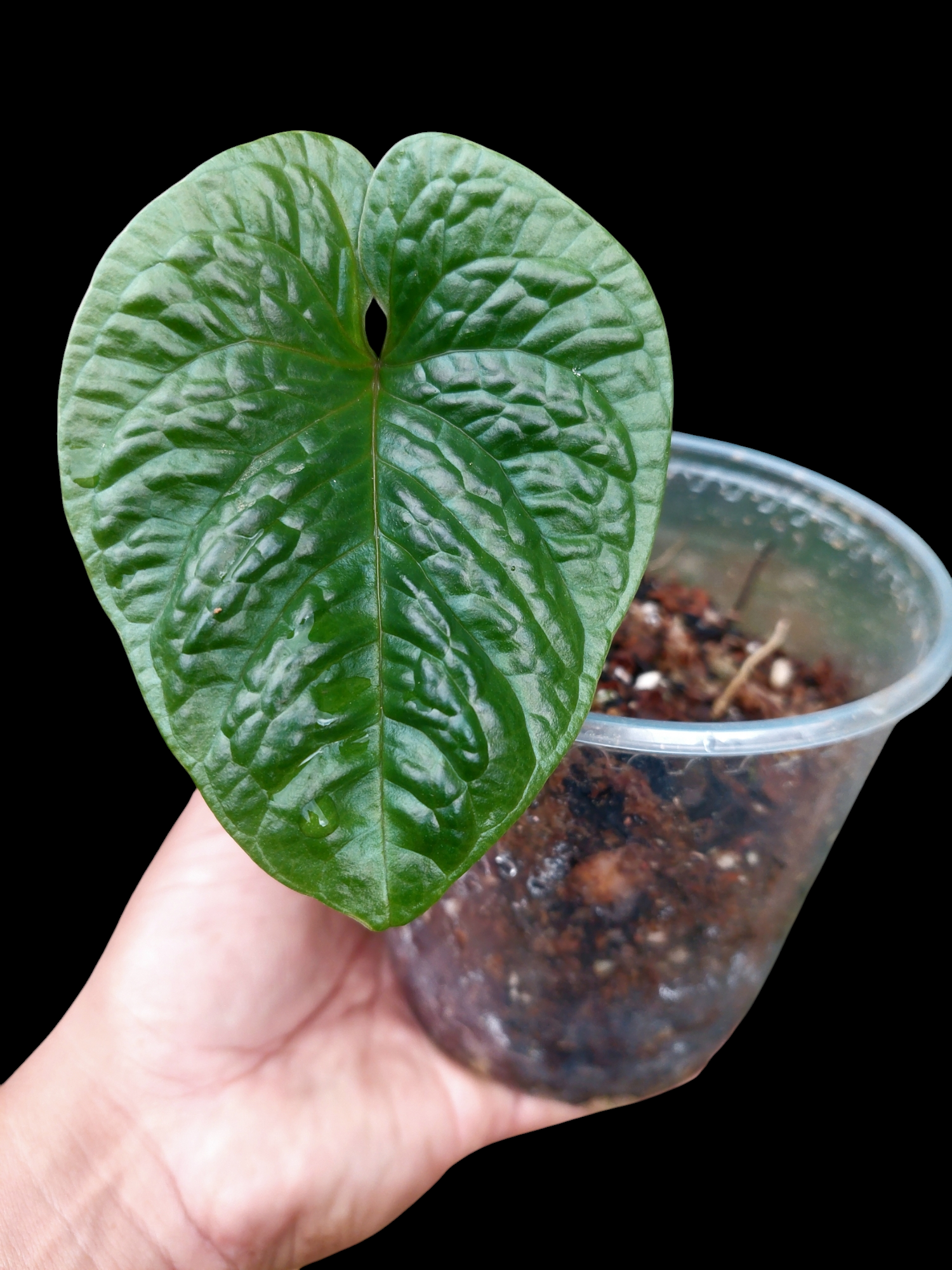 anthurium nutibarense Anthurium Nutibarense Wild Ecotype (EXACT PLANT)