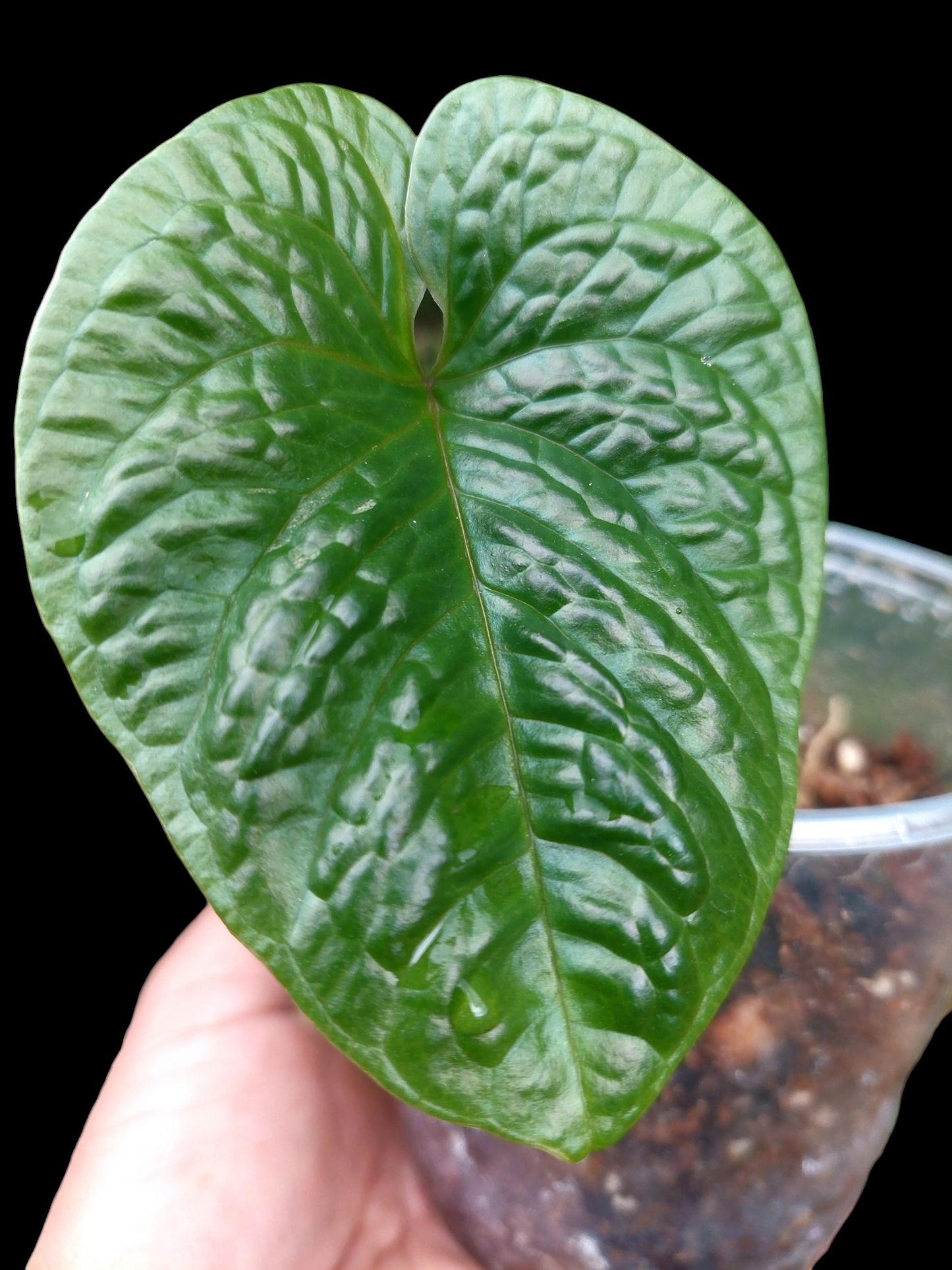 Anthurium Nutibarense Wild Ecotype (EXACT PLANT)