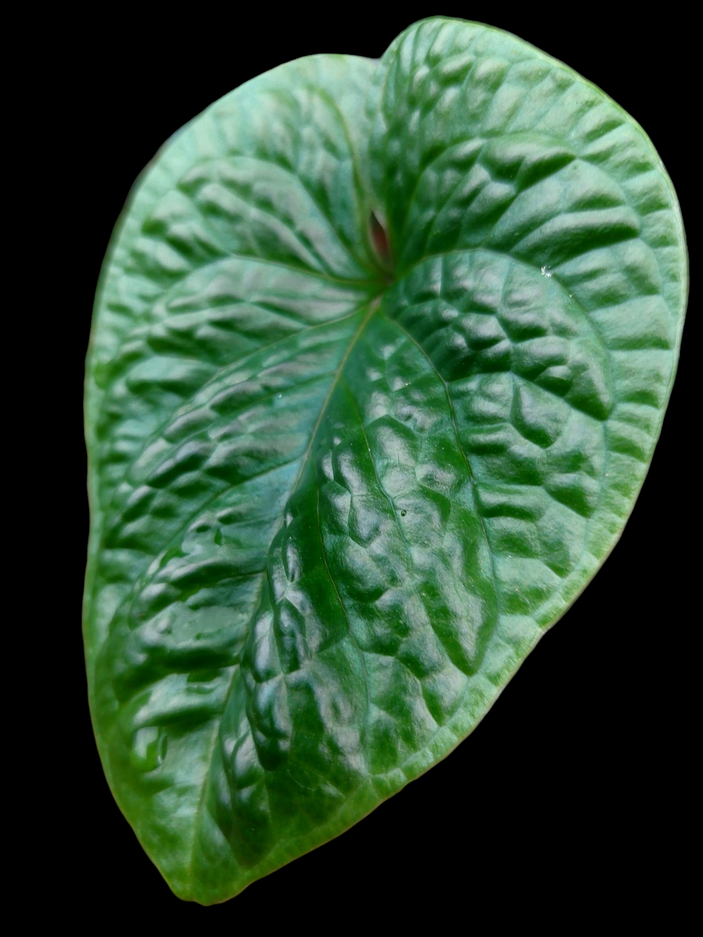 Anthurium Nutibarense Wild Ecotype (EXACT PLANT)