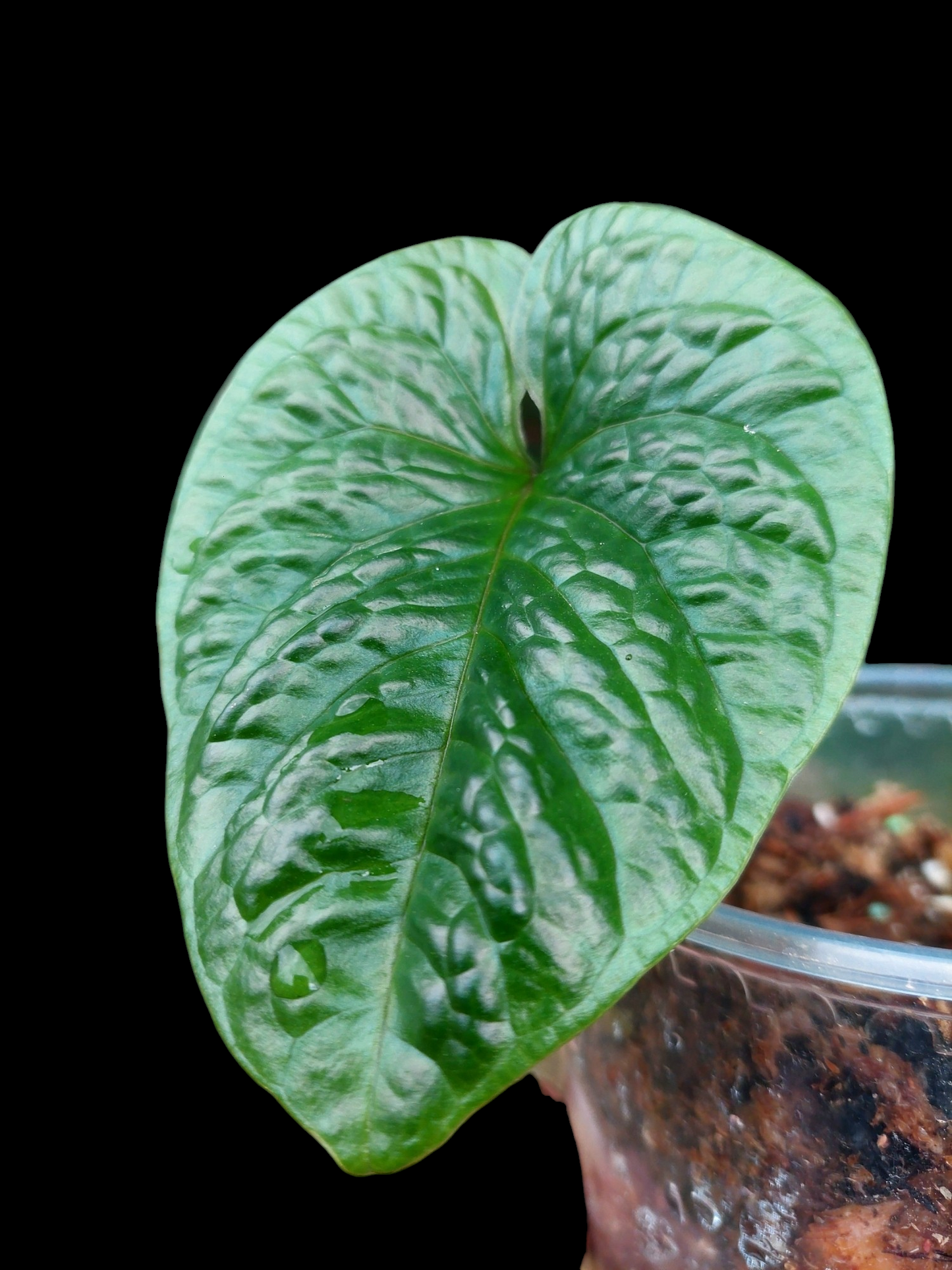 Anthurium Nutibarense Wild Ecotype (EXACT PLANT)