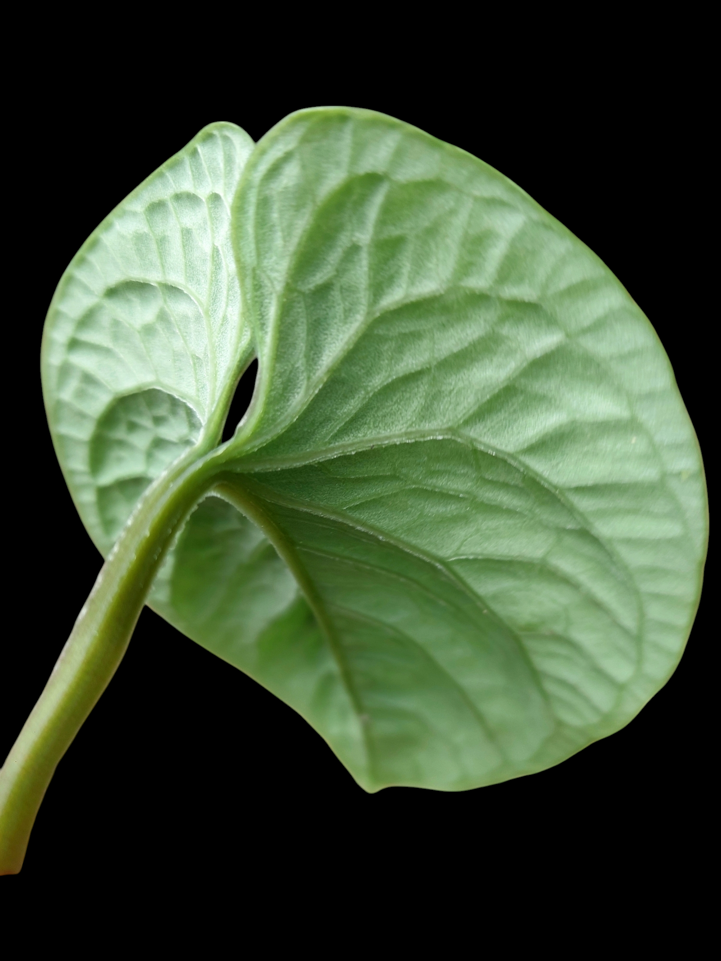 Anthurium Nutibarense Wild Ecotype (EXACT PLANT)