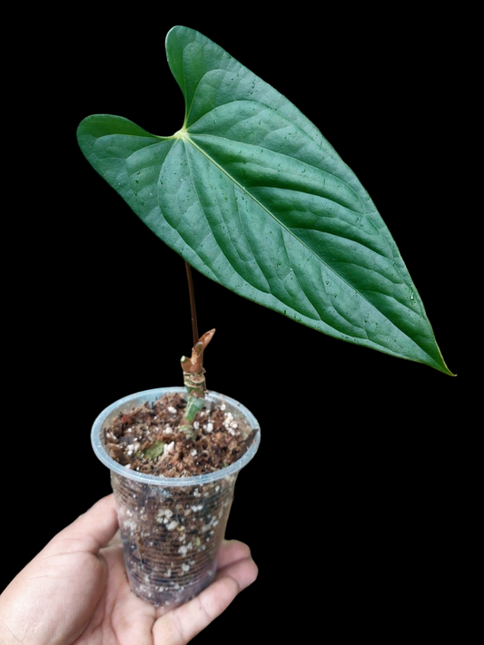 Anthurium sp. 'Peru Dark' (EXACT PLANT)