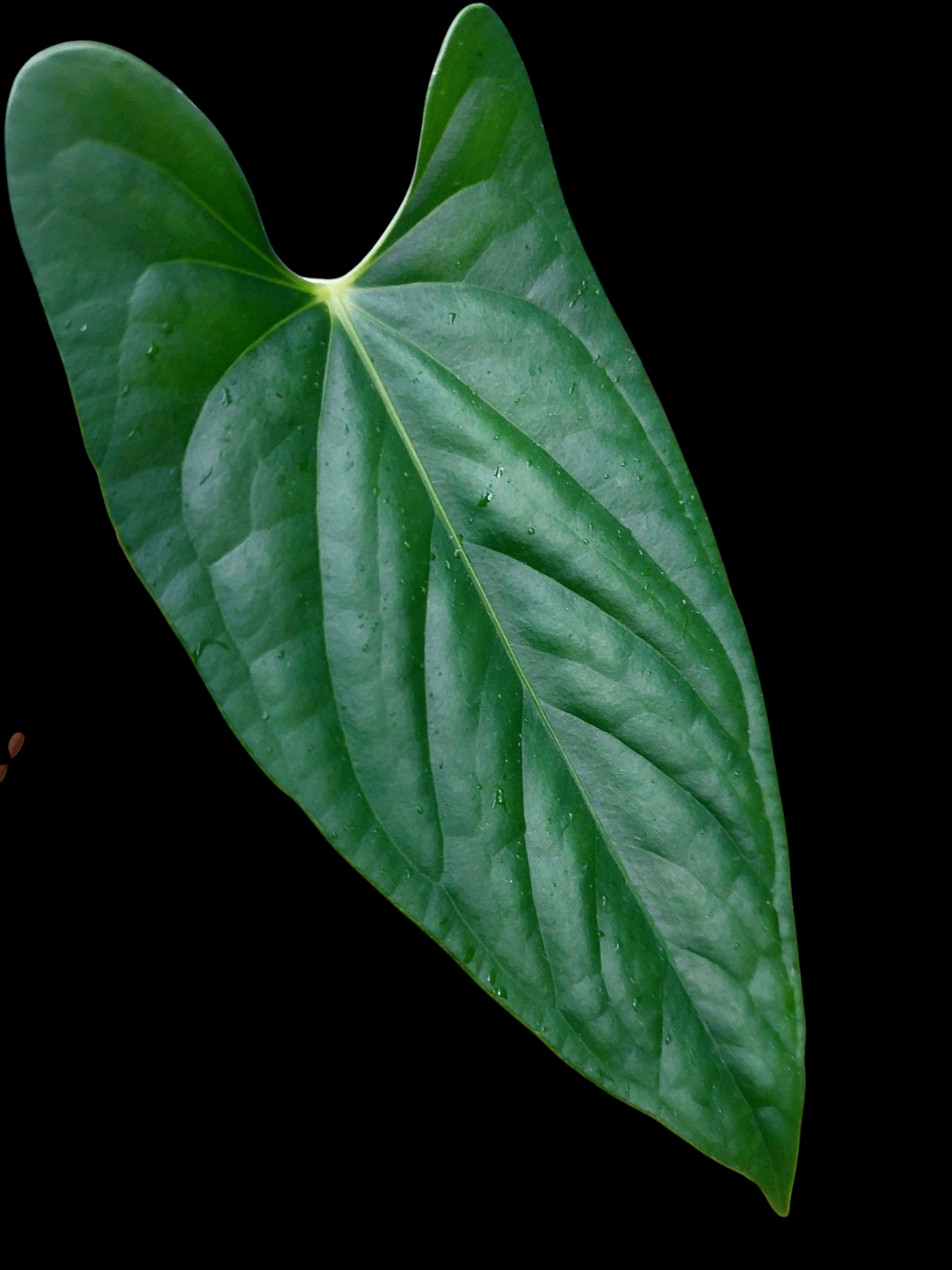 Anthurium sp. 'Peru Dark' (EXACT PLANT)