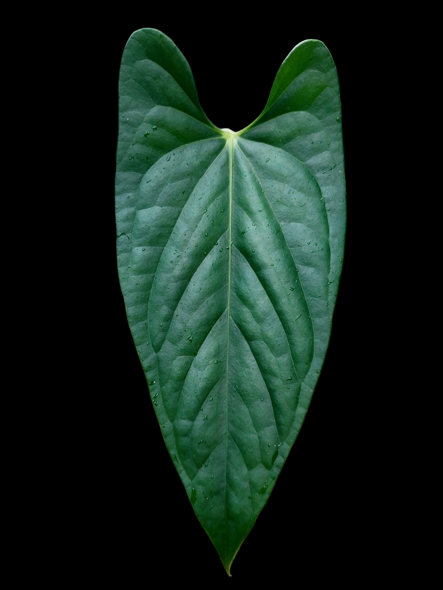Anthurium sp. 'Peru Dark' (EXACT PLANT)