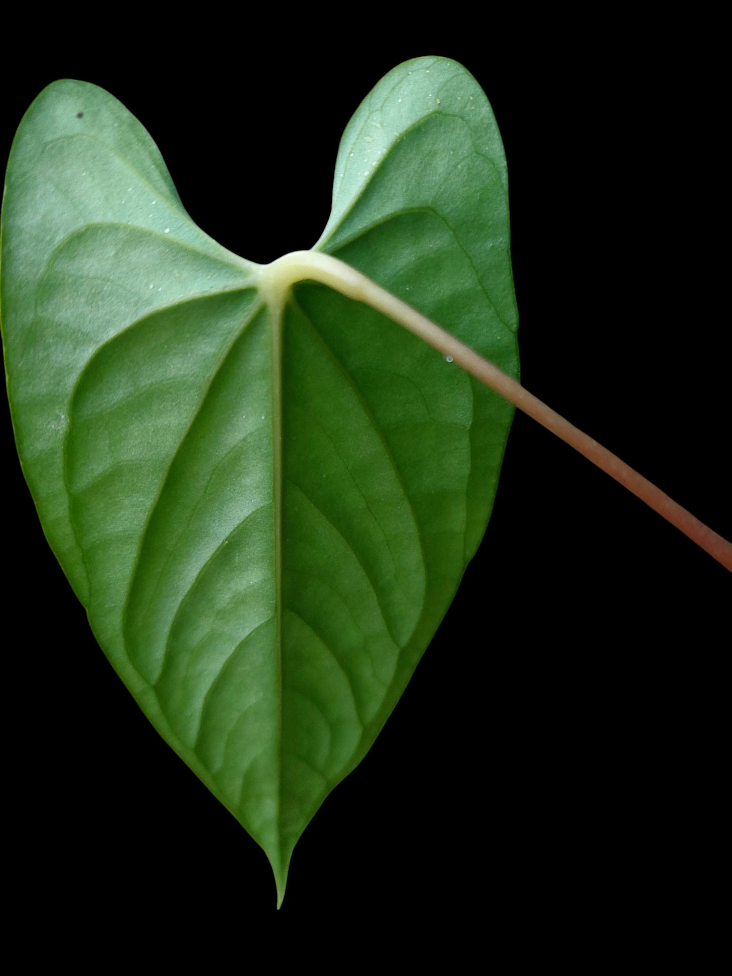 Anthurium sp. 'Peru Dark' (EXACT PLANT)