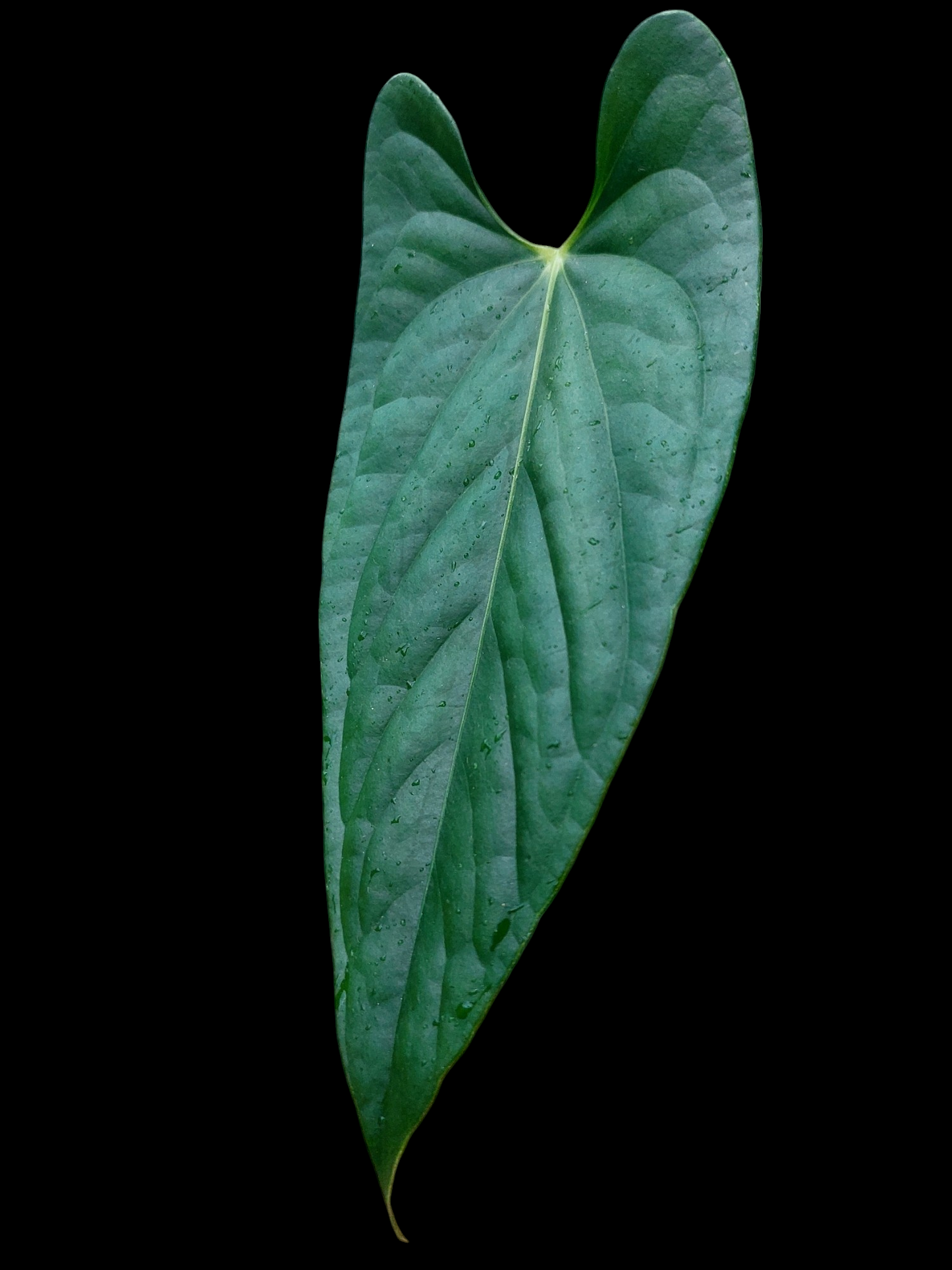 Anthurium sp. 'Peru Dark' (EXACT PLANT)