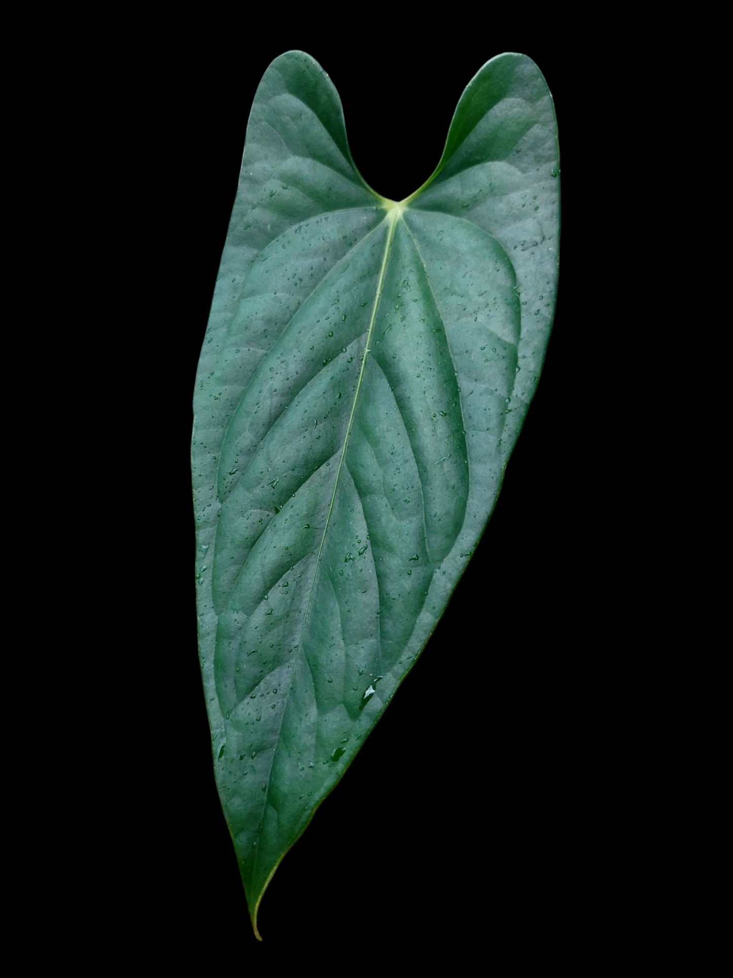 Anthurium sp. 'Peru Dark' (EXACT PLANT)