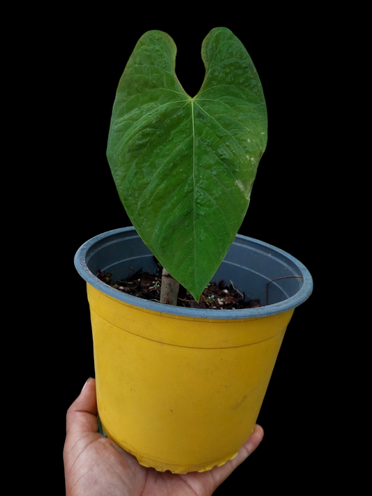 Anthurium Sp. 'Purple' (EXACT PLANT)