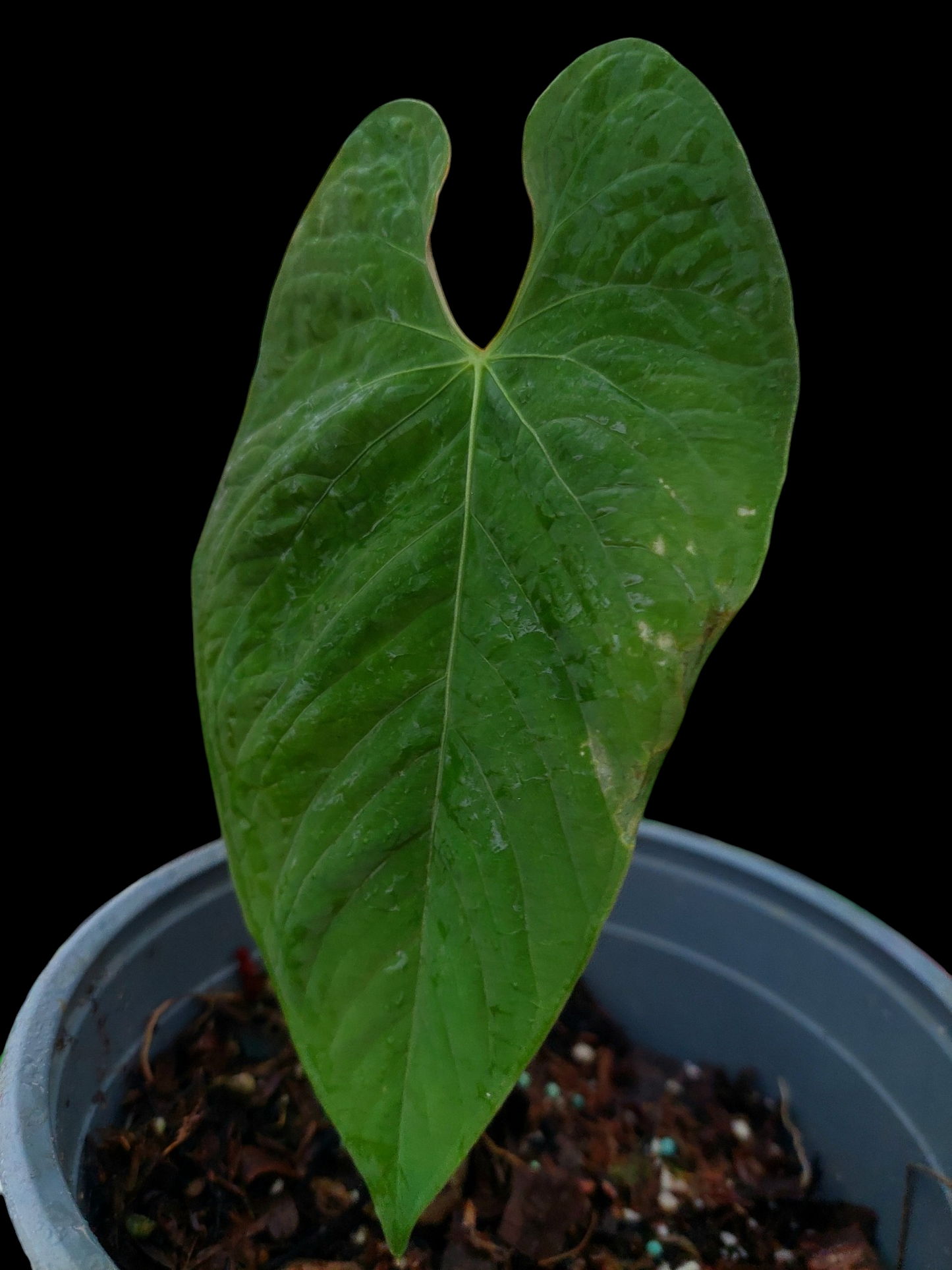 Anthurium Sp. 'Purple' (EXACT PLANT)