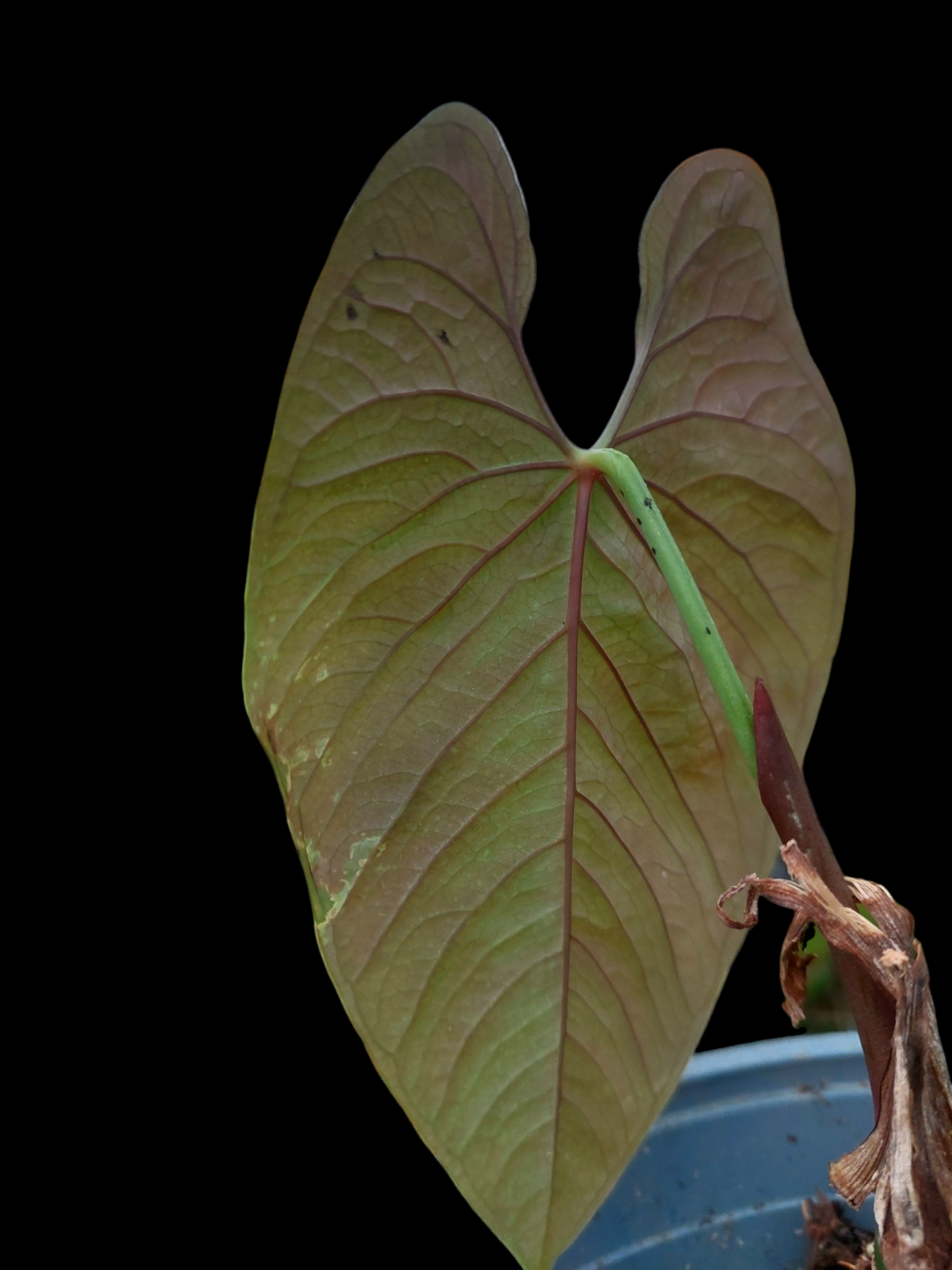 Anthurium Sp. 'Purple' (EXACT PLANT)