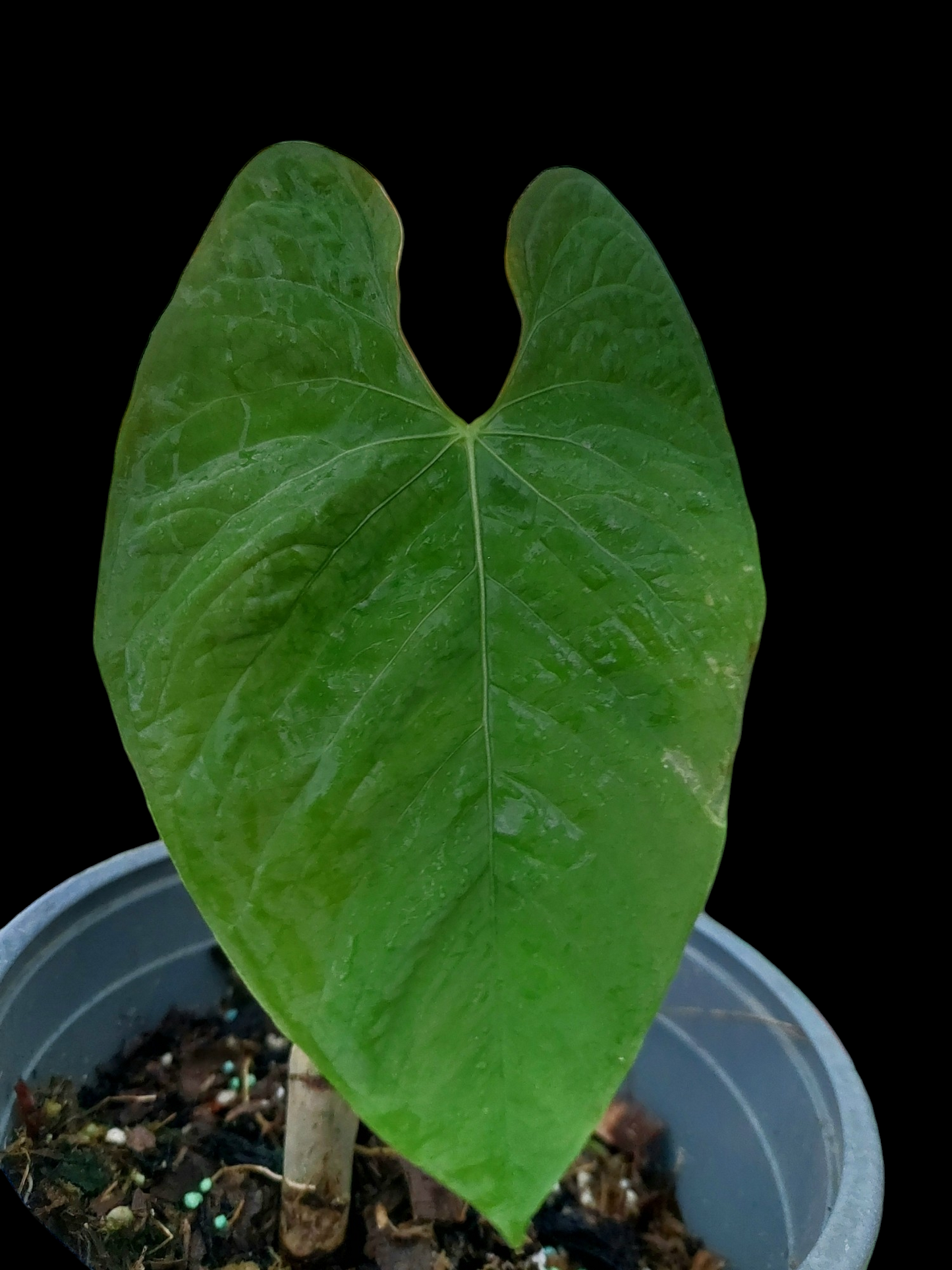 Anthurium Sp. 'Purple' (EXACT PLANT)