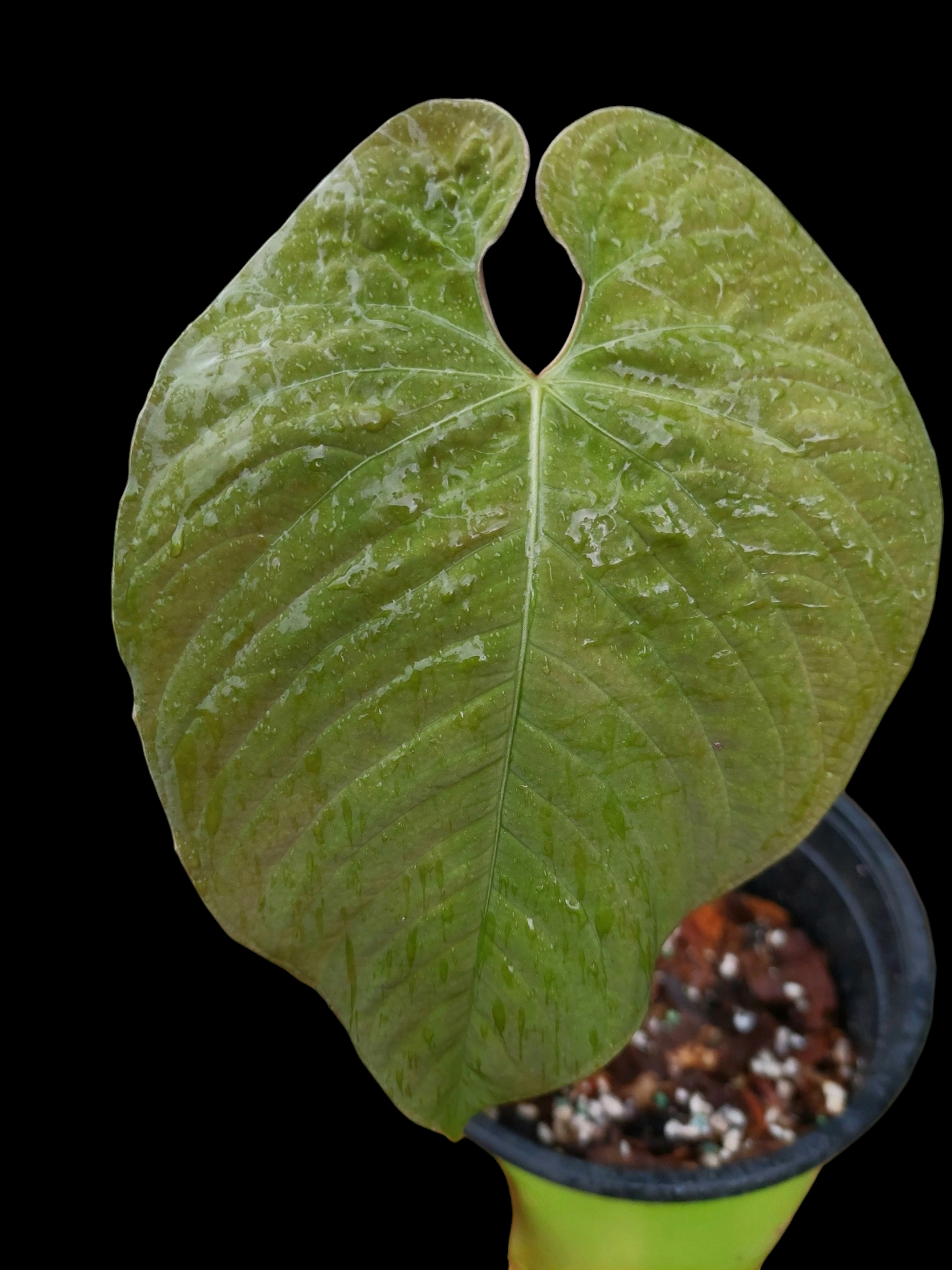 Anthurium Sp. 'Purple' LARGE PLANT (EXACT PLANT)