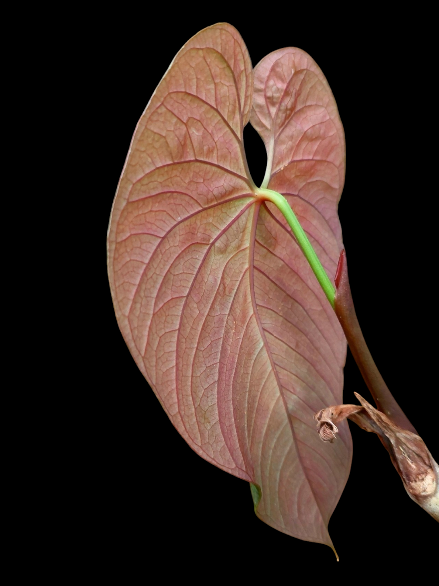 Anthurium Sp. 'Purple' LARGE PLANT (EXACT PLANT)