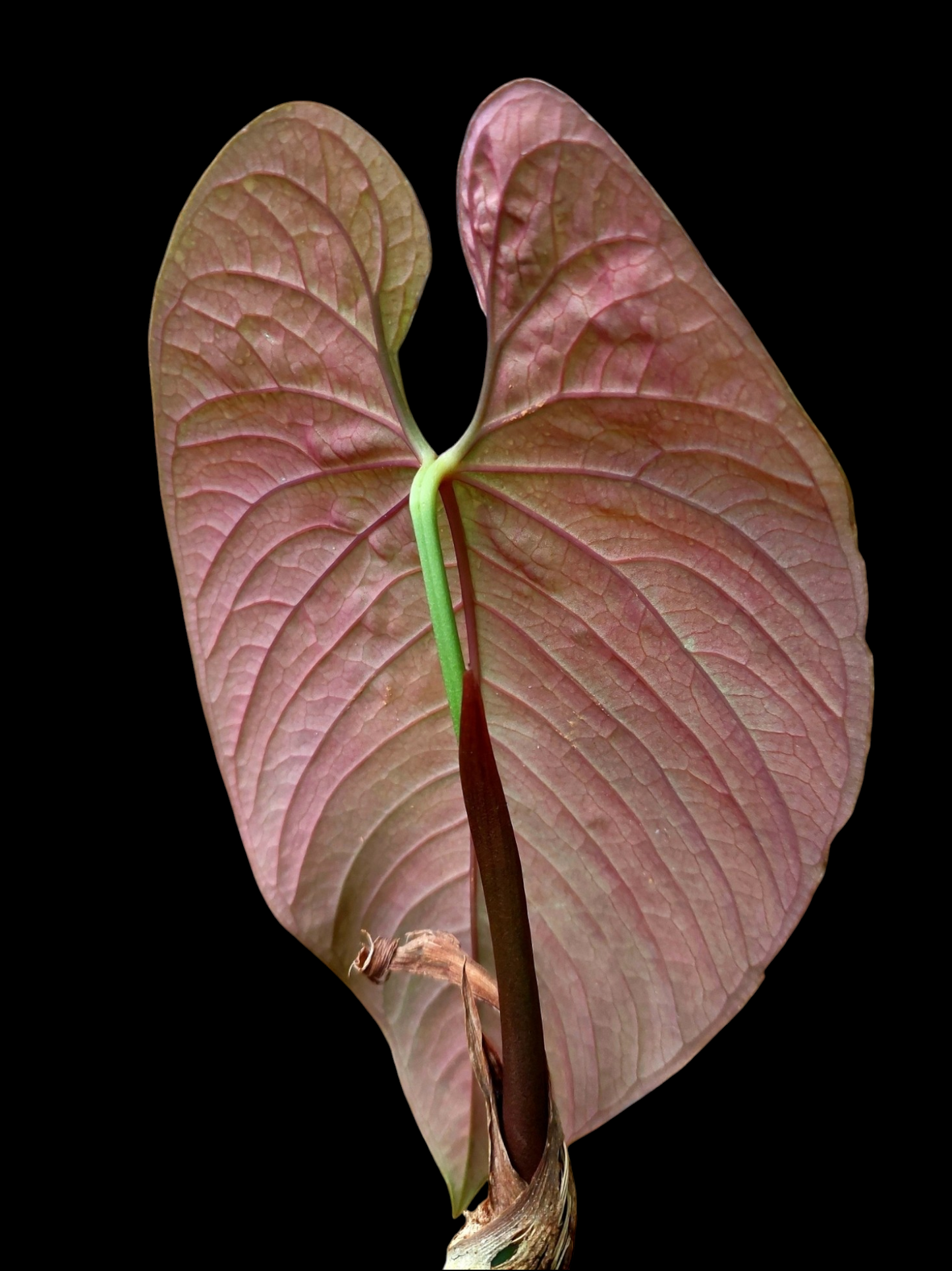 Anthurium Sp. 'Purple' LARGE PLANT (EXACT PLANT)
