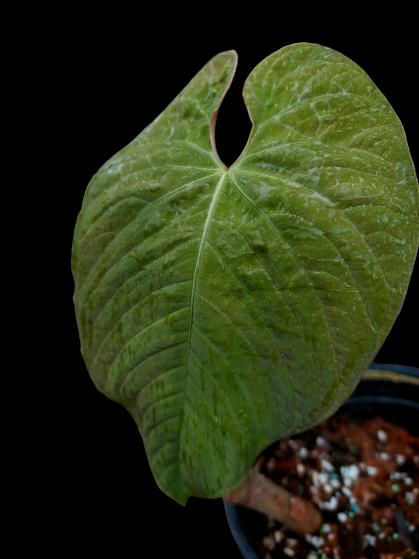 Anthurium Sp. 'Purple' LARGE PLANT (EXACT PLANT)