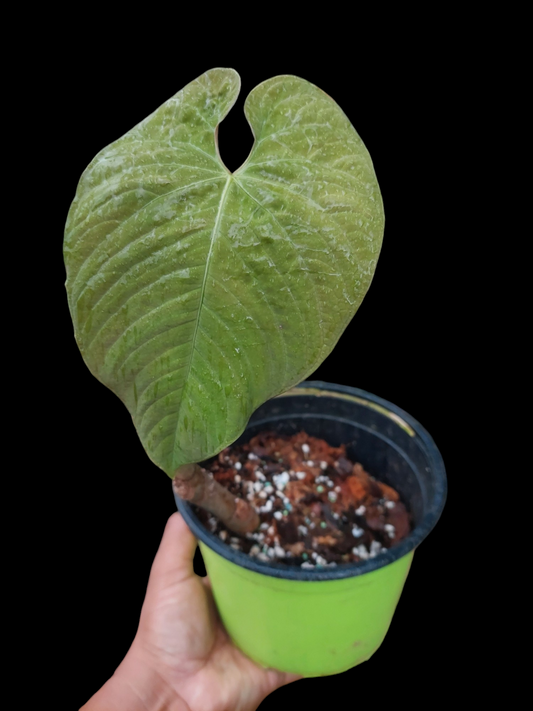 Anthurium Sp. 'Purple' LARGE PLANT (EXACT PLANT)