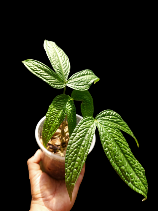 Anthurium sp. 'weed of the andes' with 3 Leaves (EXACT PLANT)